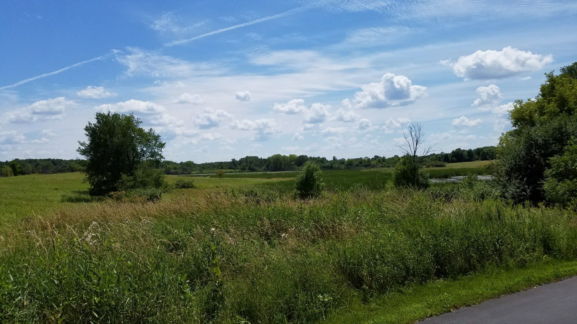 Green field with scattered trees and tall grasses under a bright blue sky. - County road 50 – Kasma Marsh loop from County Road 110 Trail Access