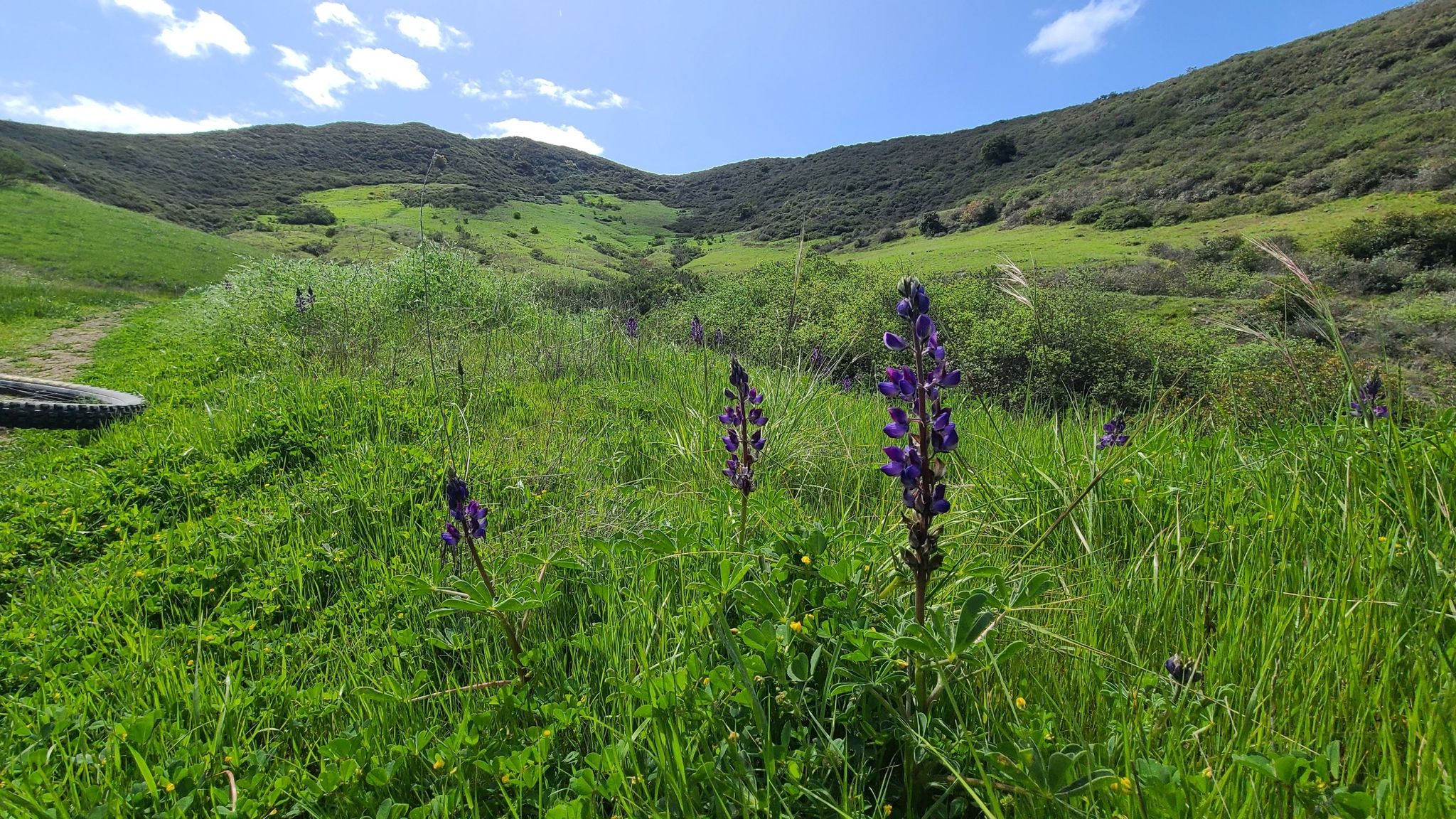 Purple wildflowers in a lush green field with rolling hills under a blue sky. - Golden Pond – Irish Hills Open Space loop from Cedarwood