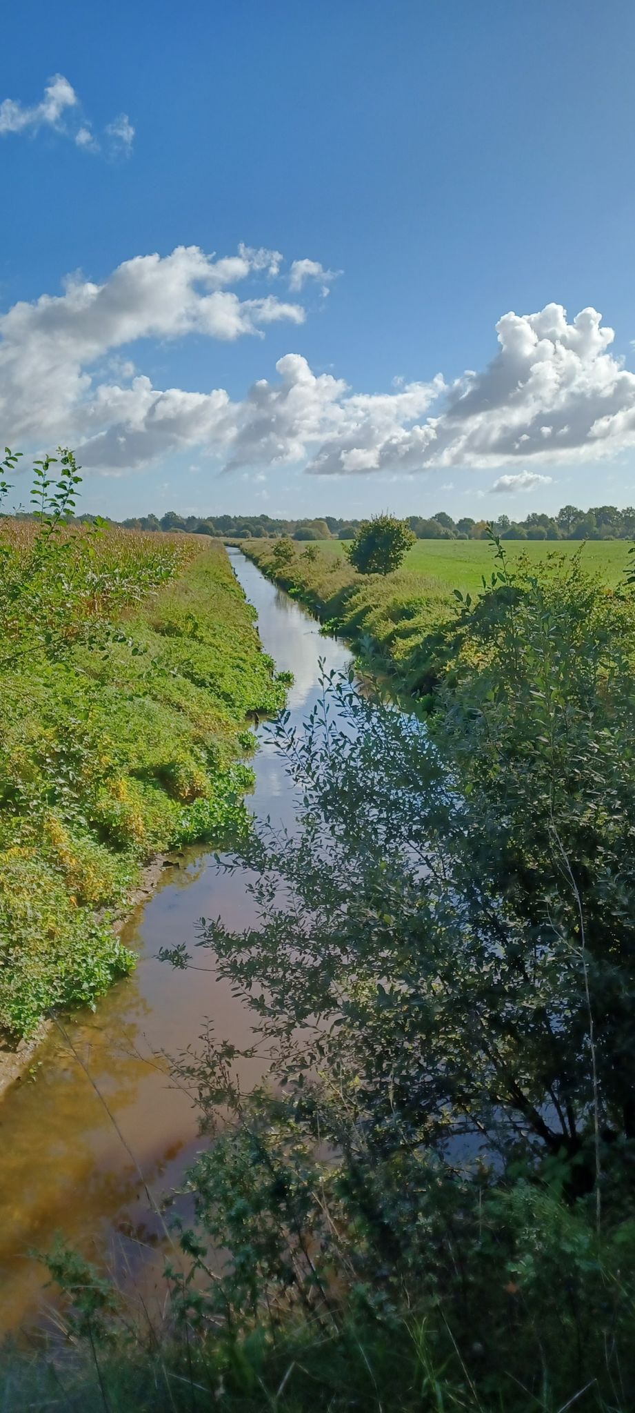 Die Vehne