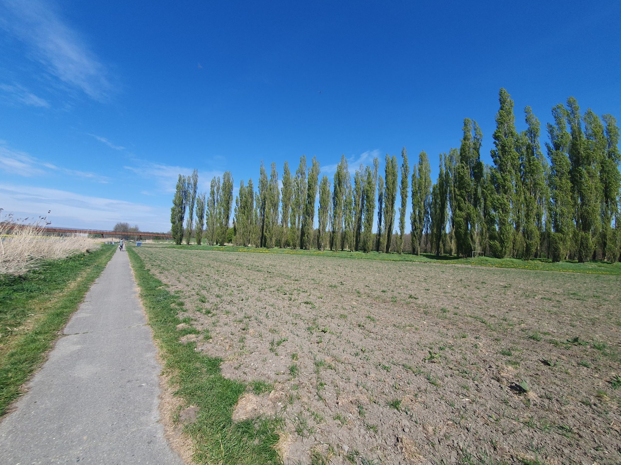 Groene Kathedraal