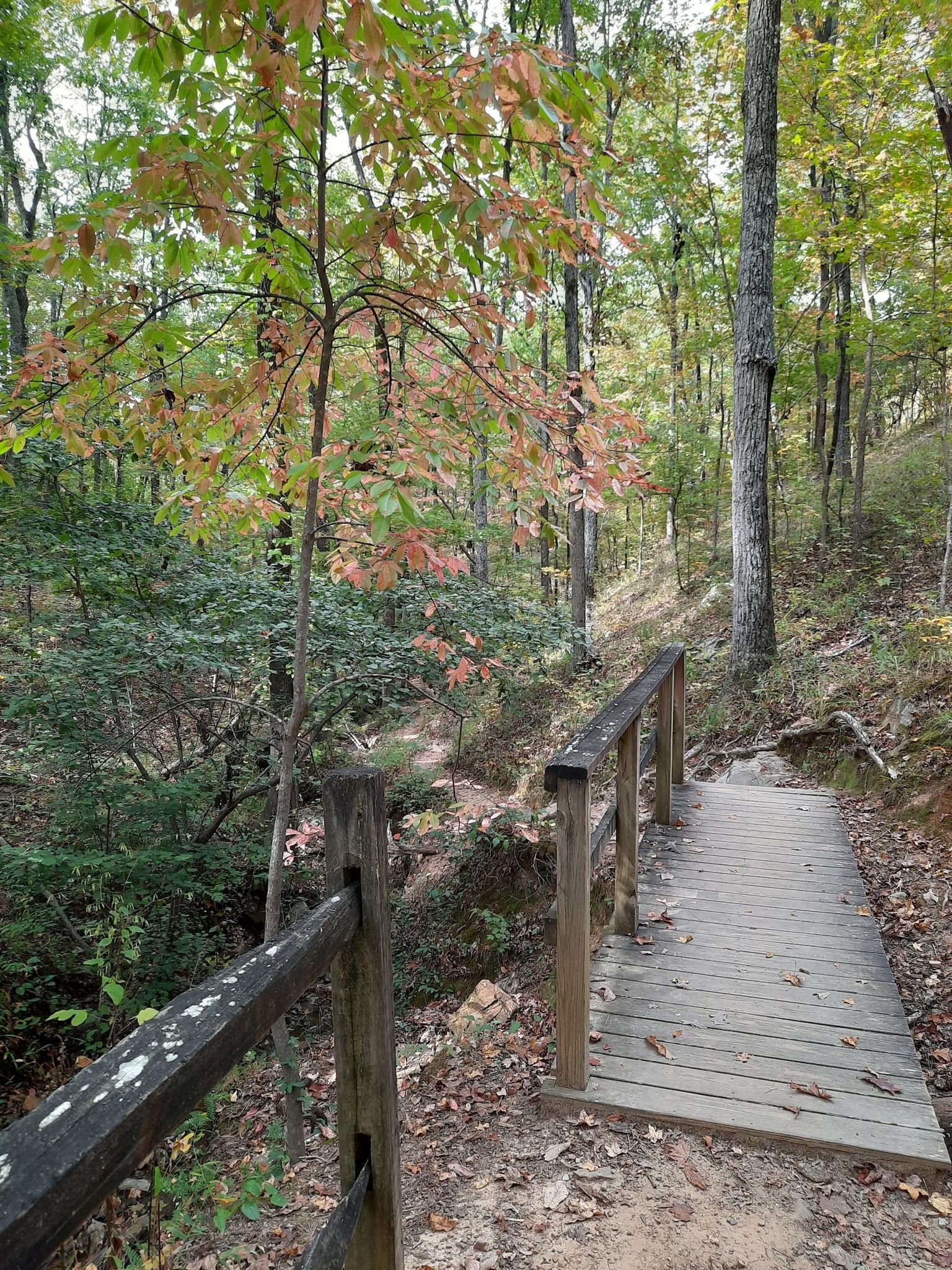 Wooden footbridge in a lush forest with green and autumn-colored leaves. - Foothills and Seven Bridges Trails