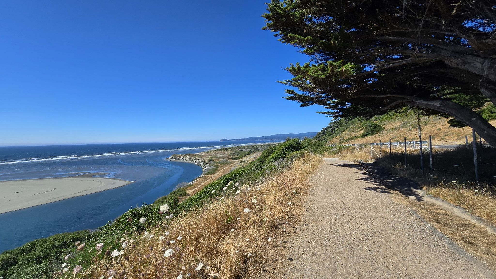Sunny coastal path beside a river estuary and ocean, with a large tree. - Arcata Plaza – Halvorson Waterfront Park loop from Cutten