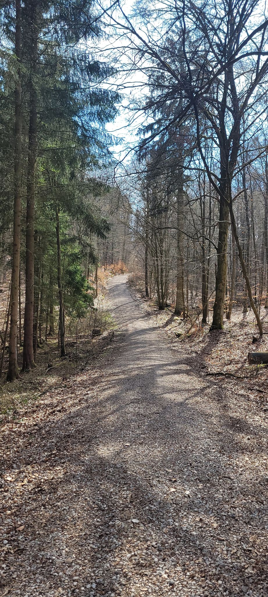 Berg auf im Michelsberger Wald