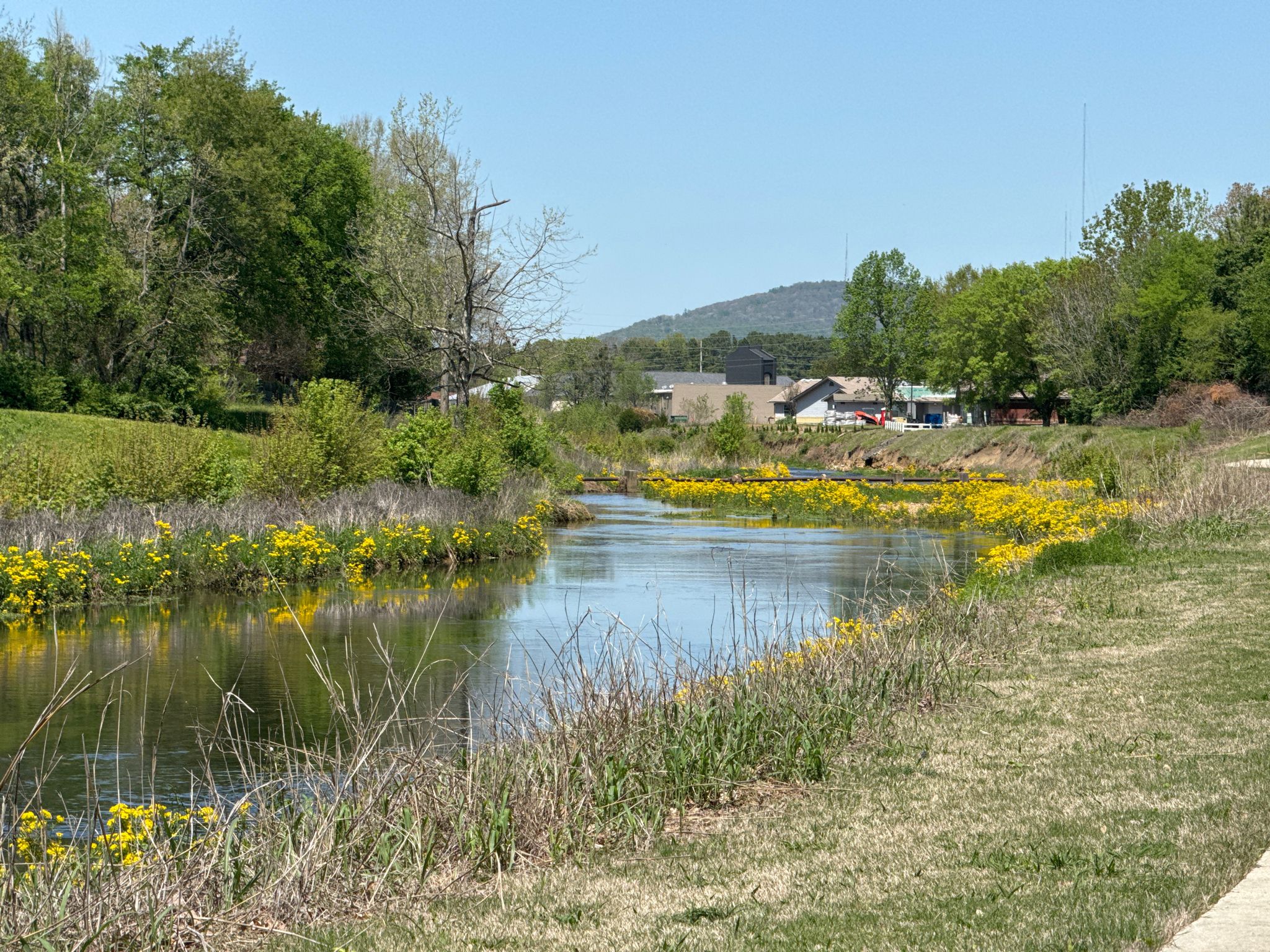 A river with yellow flowers, green trees, and distant buildings under bright sun. - Aldridge Creek Greenway – Aldridge Creek Greenway loop from Huntsville