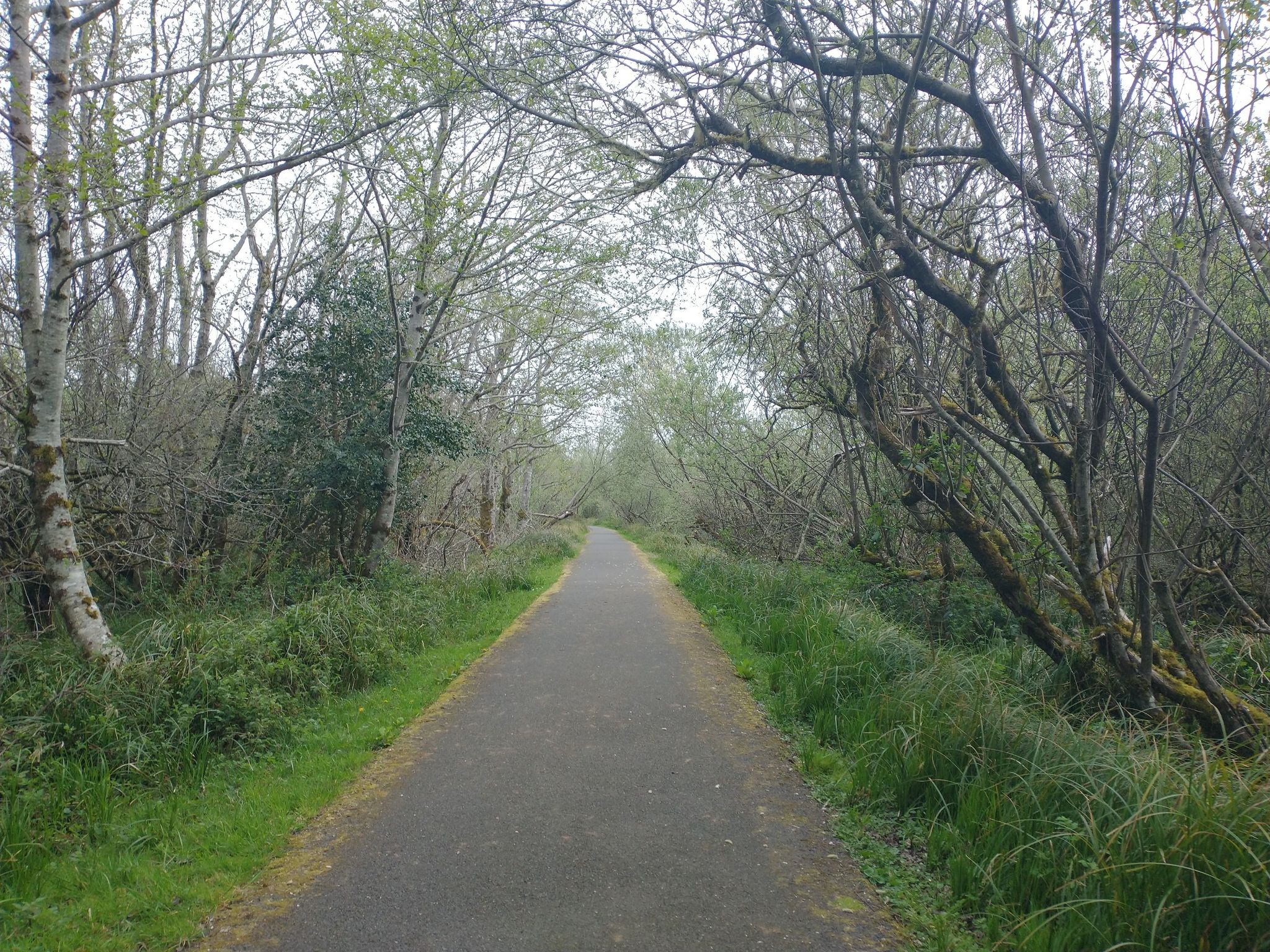 Paved path through a dense, green forest on an overcast day. - Fort Stevens Historic Loop