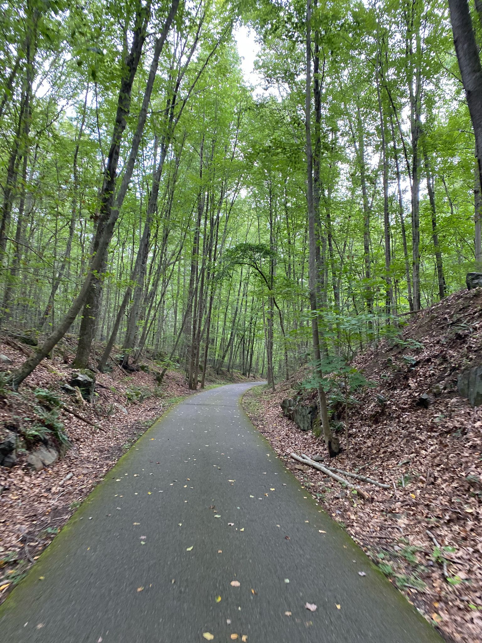 Paved path winding through a dense, tall green forest on an overcast day. - Croton Falls Reservoir Bridge – Lovers Landing Bridge loop from Purdy's