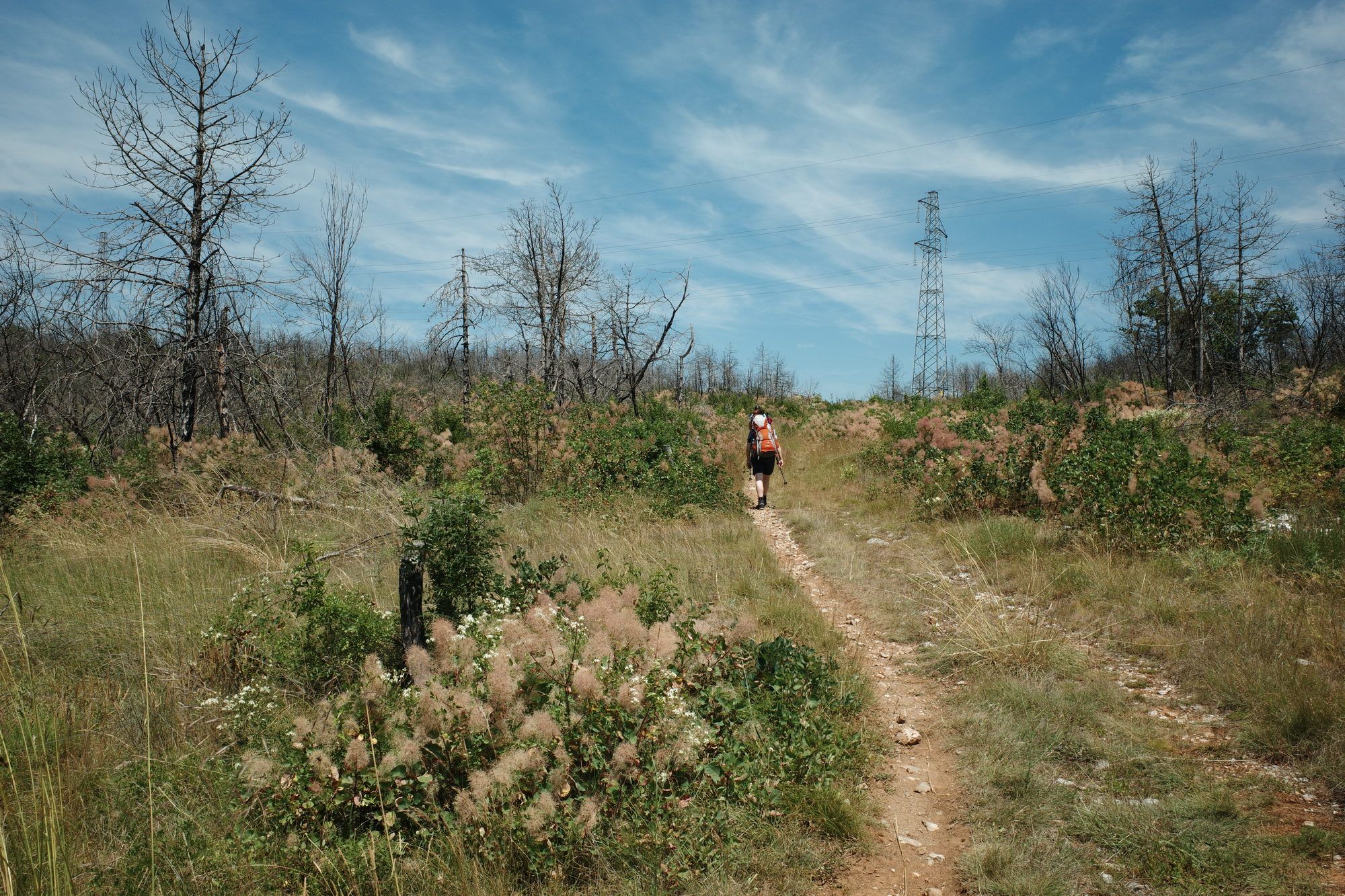 Waldbrandgegend