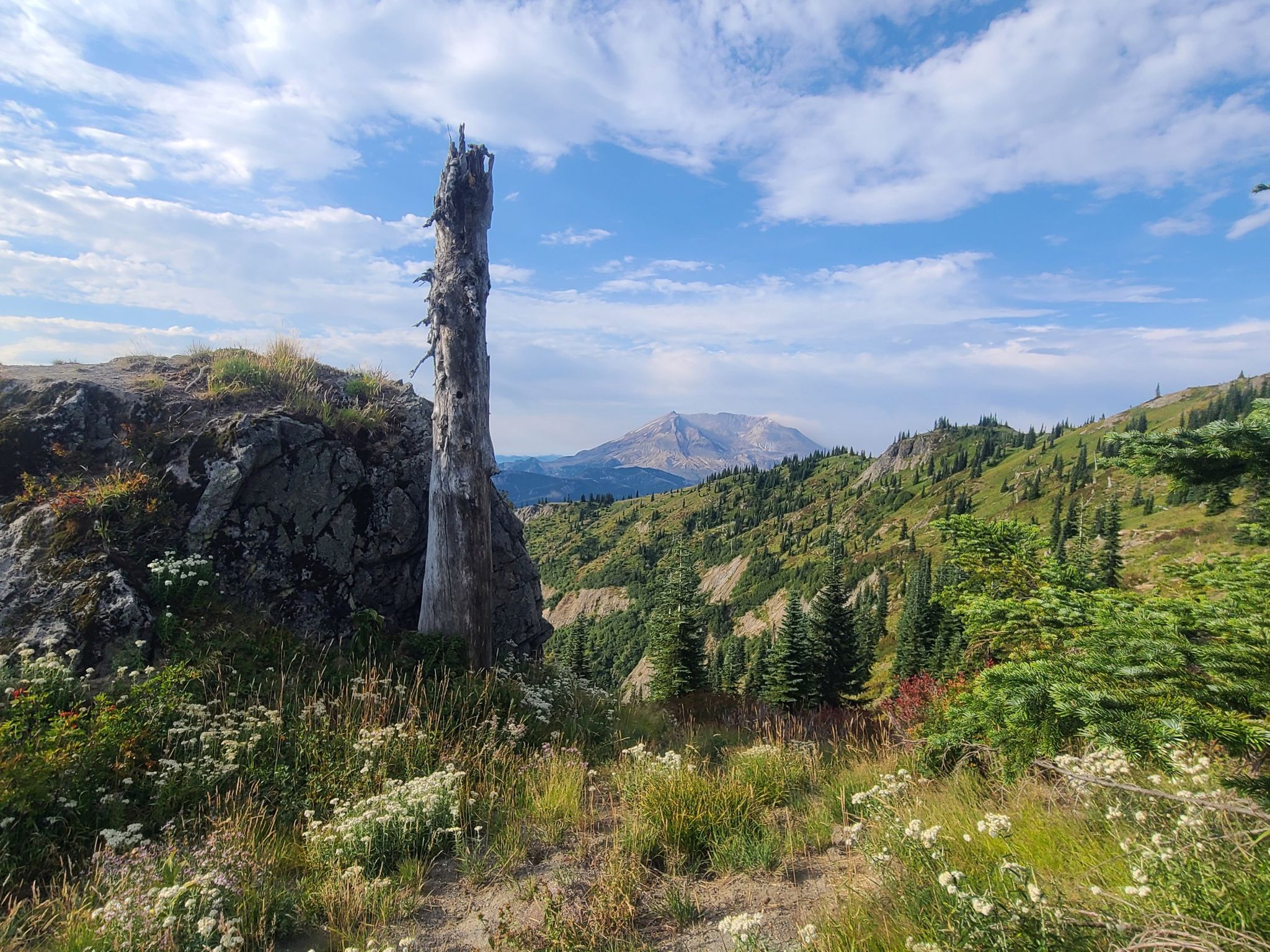 Tall tree stump on a sunny mountain ridge with distant peak. - Mount Margaret via Boundary Trail