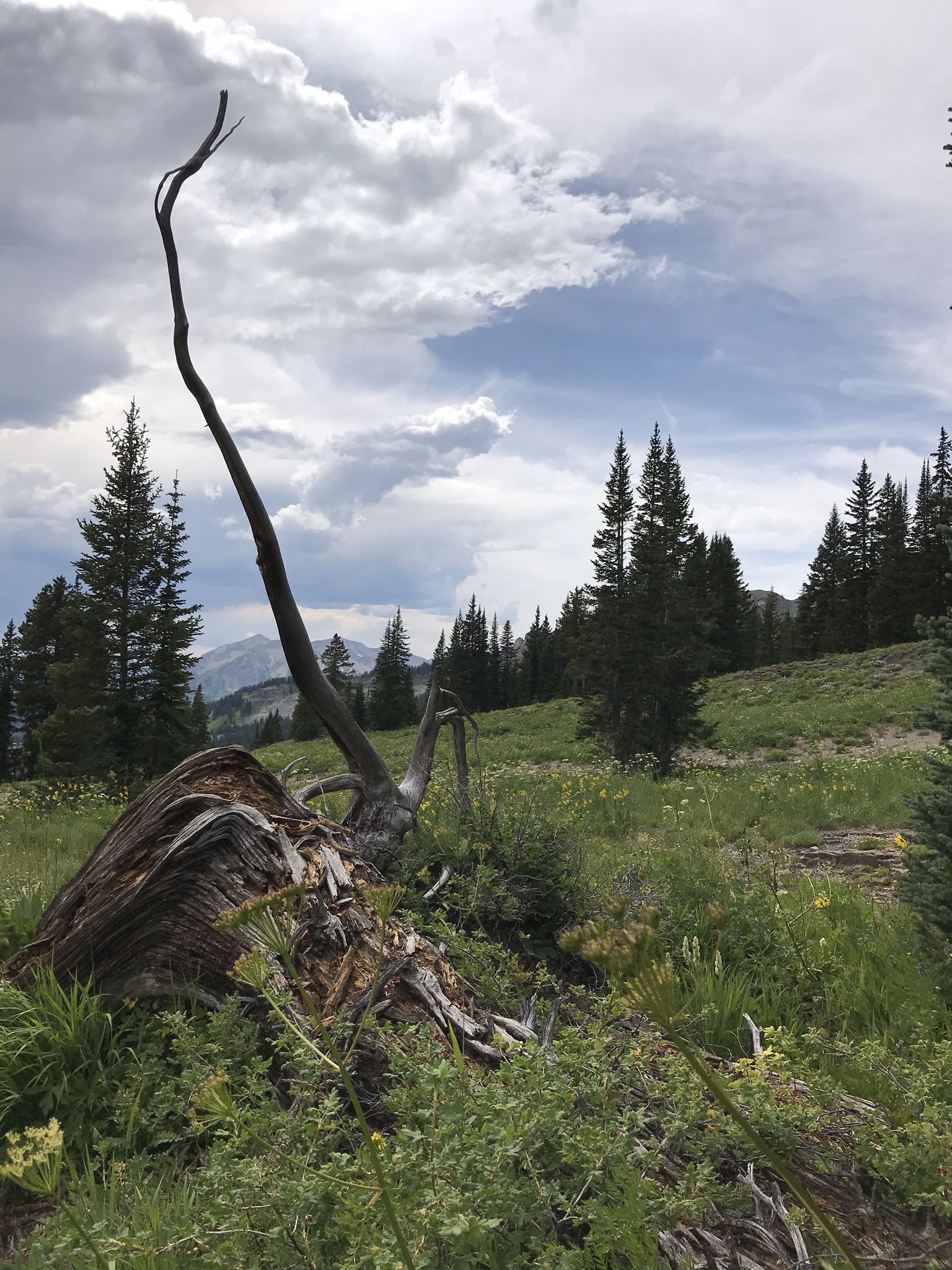 Dead tree trunk on a grassy hillside under a cloudy sky. - Scarp Ridge Loop Trail