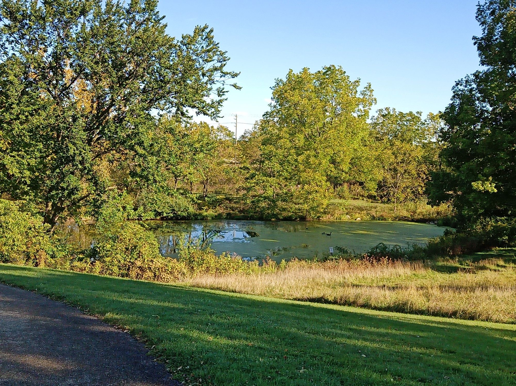 A pond with green algae, bordered by lush trees and a grassy path. - Roadbike loop from Singing Hills Forest Preseve