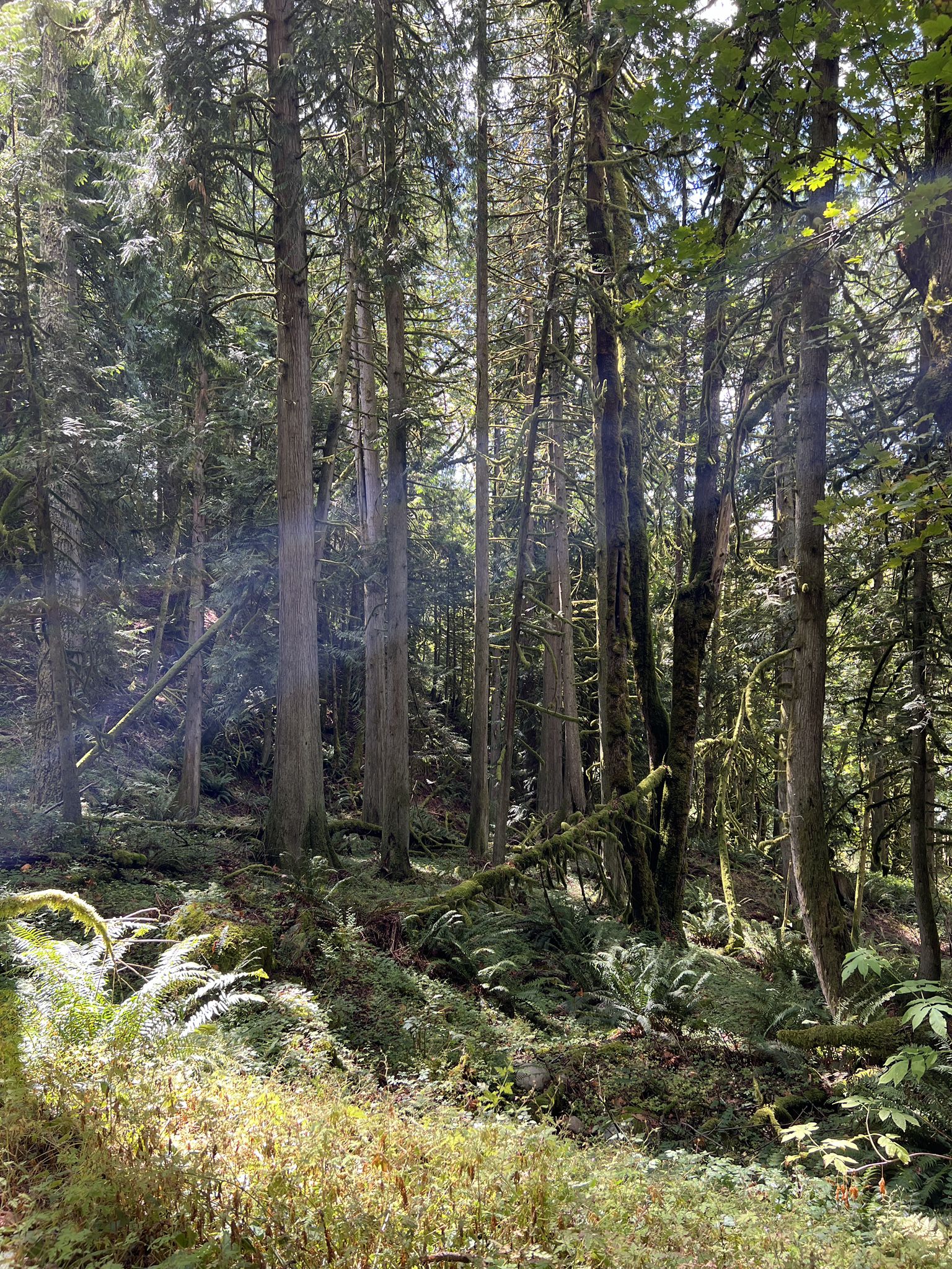 Dense forest with tall trees, ferns, and bright sunlight filtering through. - Poo Poo Point Trail