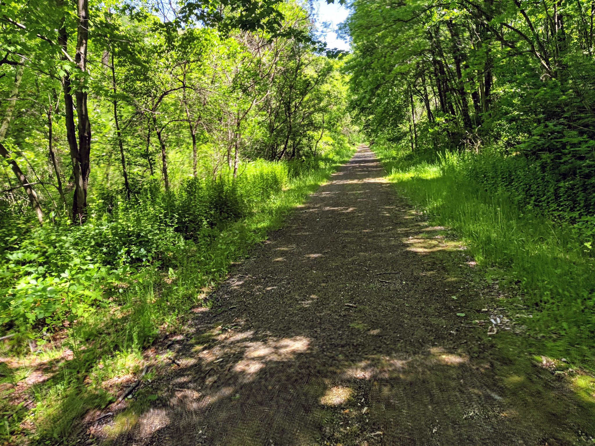 A sun-dappled gravel path winds through a vibrant green forest. - Omaha Trail