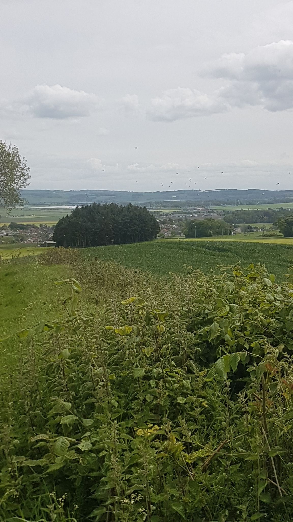 looking over auchtermuchty