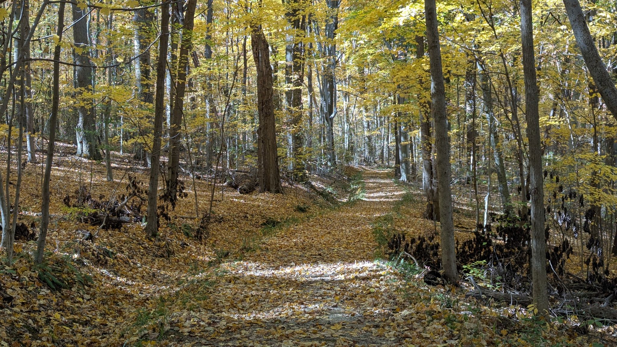 Sunny forest path covered in golden autumn leaves, surrounded by tall trees. - Plateau Trail