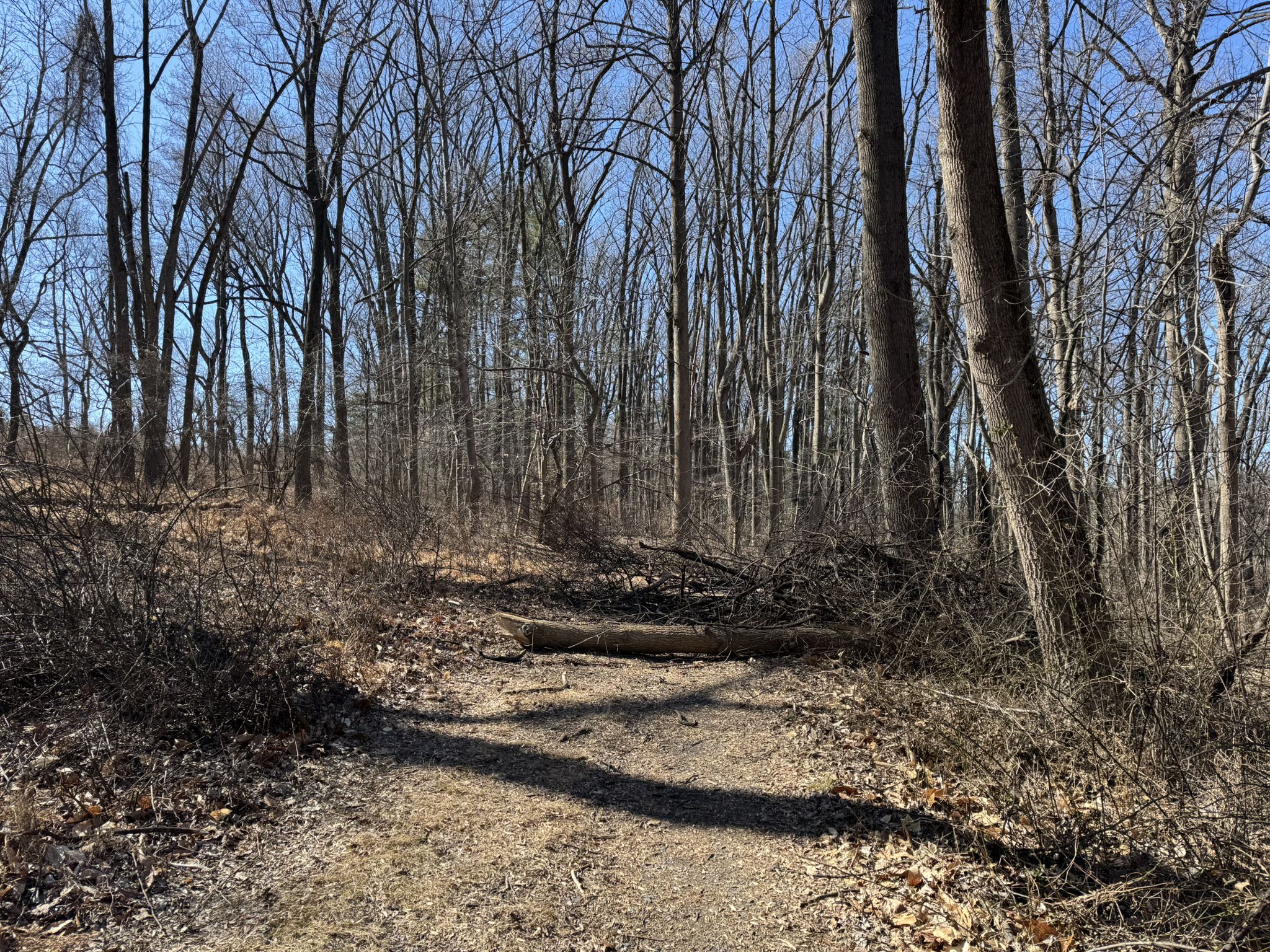 Dirt path leading into a bare forest with fallen logs under a clear sky. - Chapel Trail