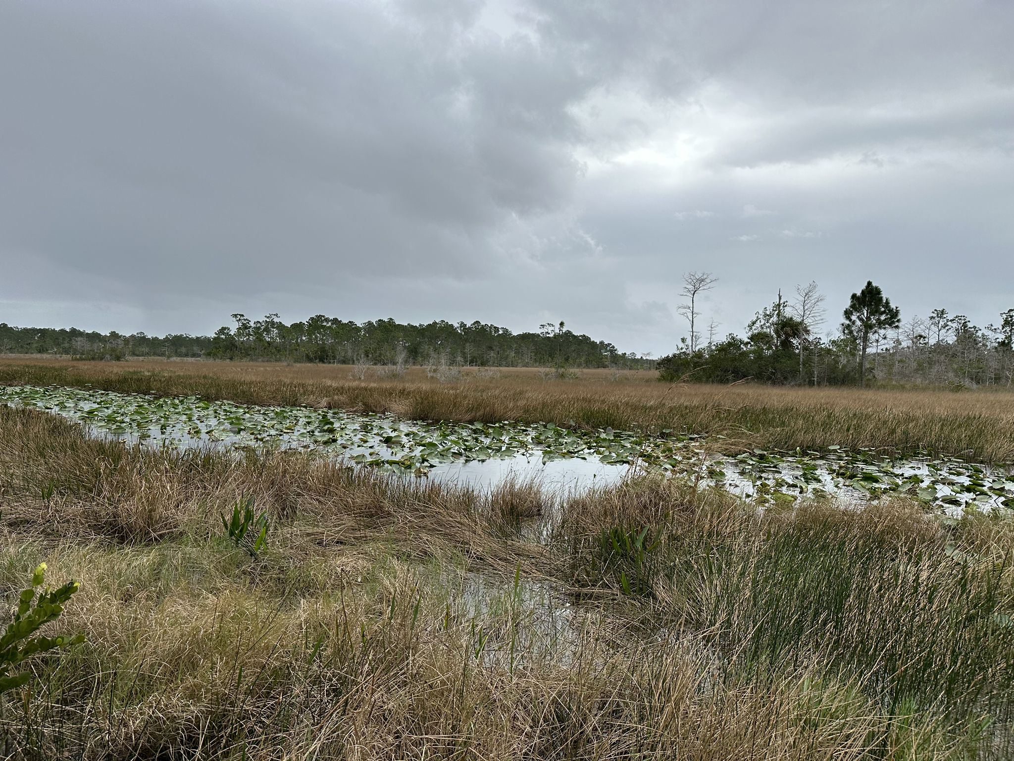Overcast wetland with lily pads, tall grass, and distant trees. - Hog Hammock, Promontory, and Eagle Trail Loop