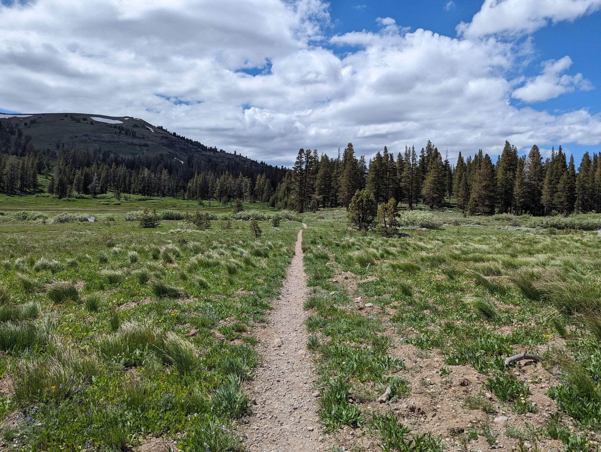 A dirt path through a green meadow and pine forest under a cloudy sky. - Pacific Crest Trail: Carson Pass to Showers Lake