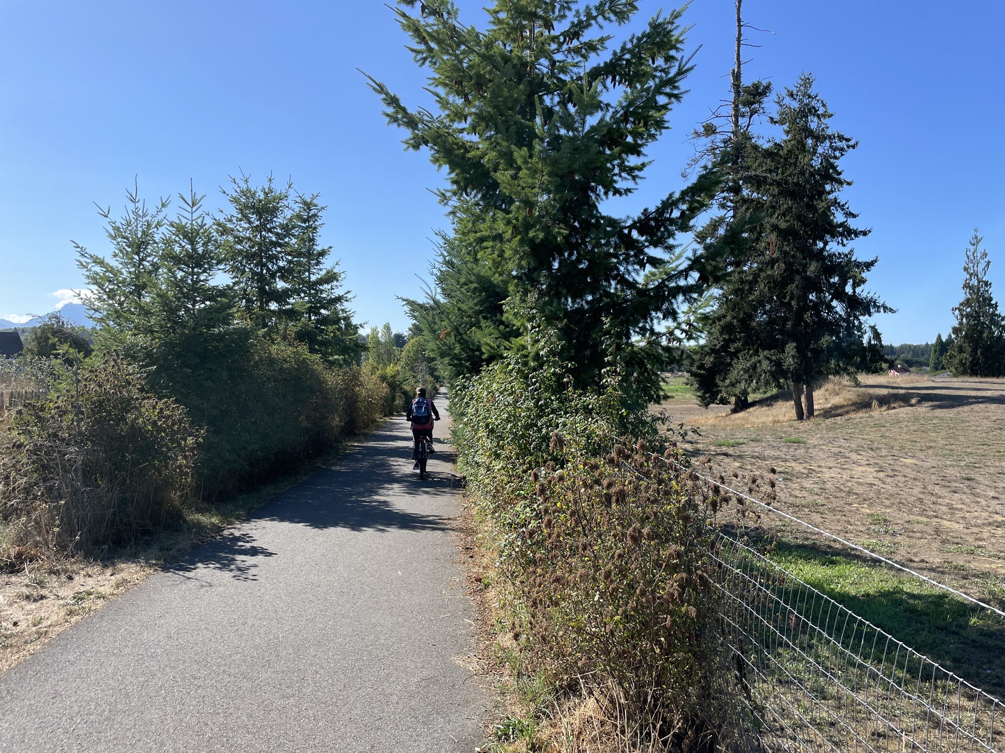 Person cycling on a sunny paved path lined with trees and a distant mountain. - Dungeness River & Bridge loop from Sequim