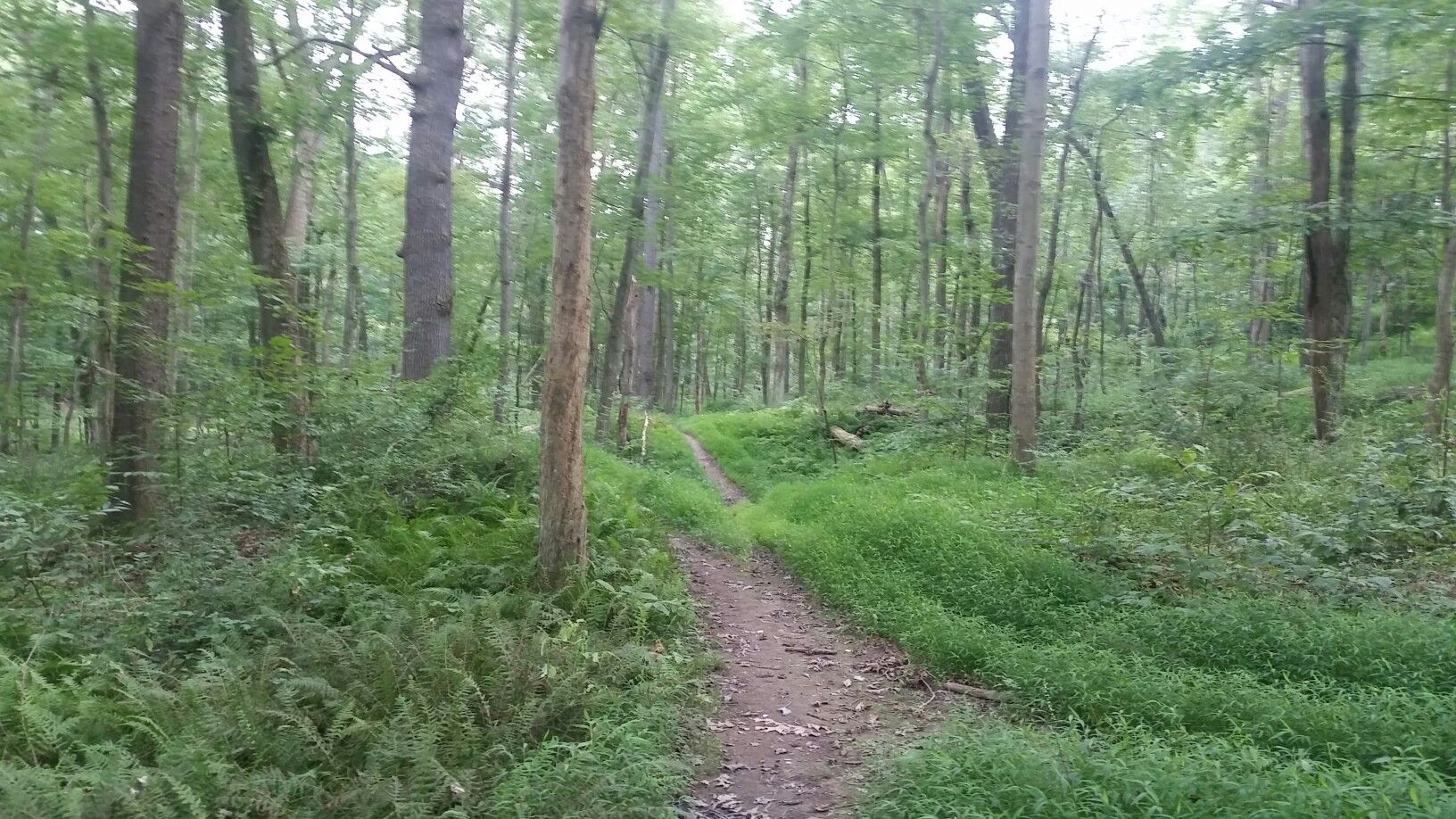 Narrow dirt path winding through a vibrant green forest with tall trees. - Rachel Carson Trail