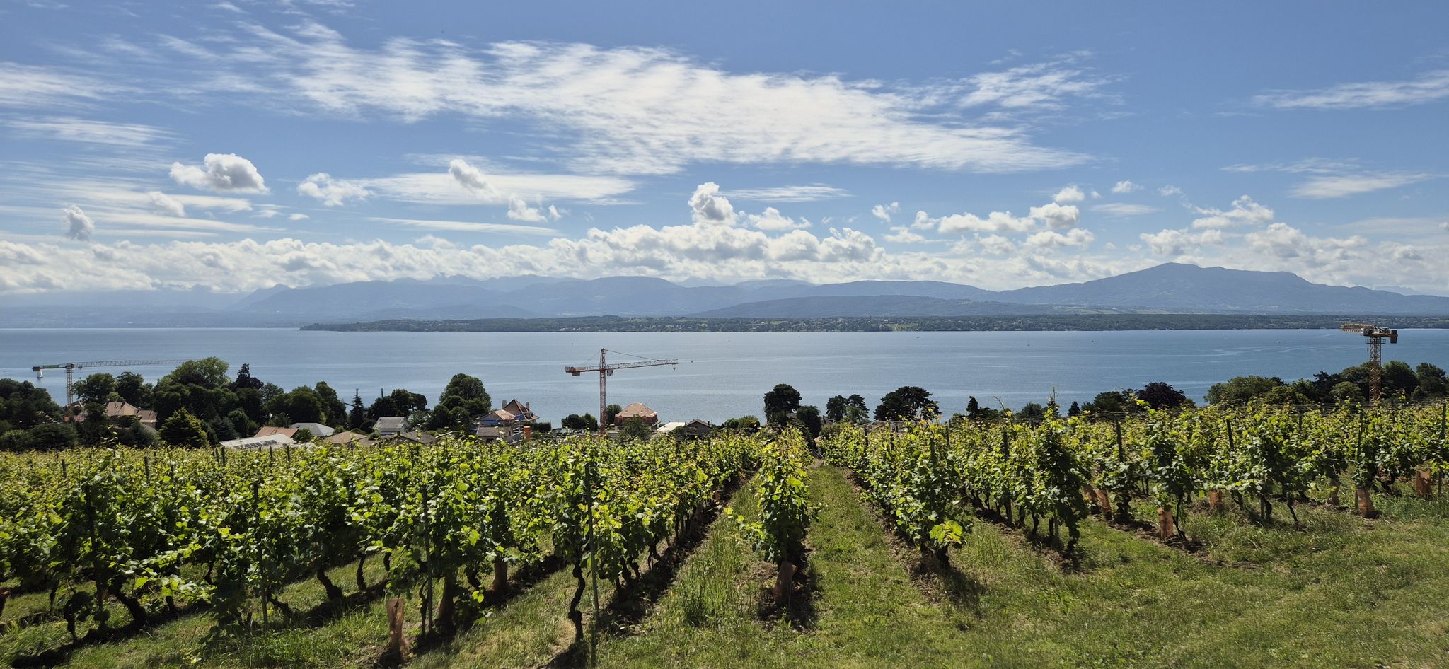 Blick auf den Genfersee v. Den Weinbergen bei Nyon.