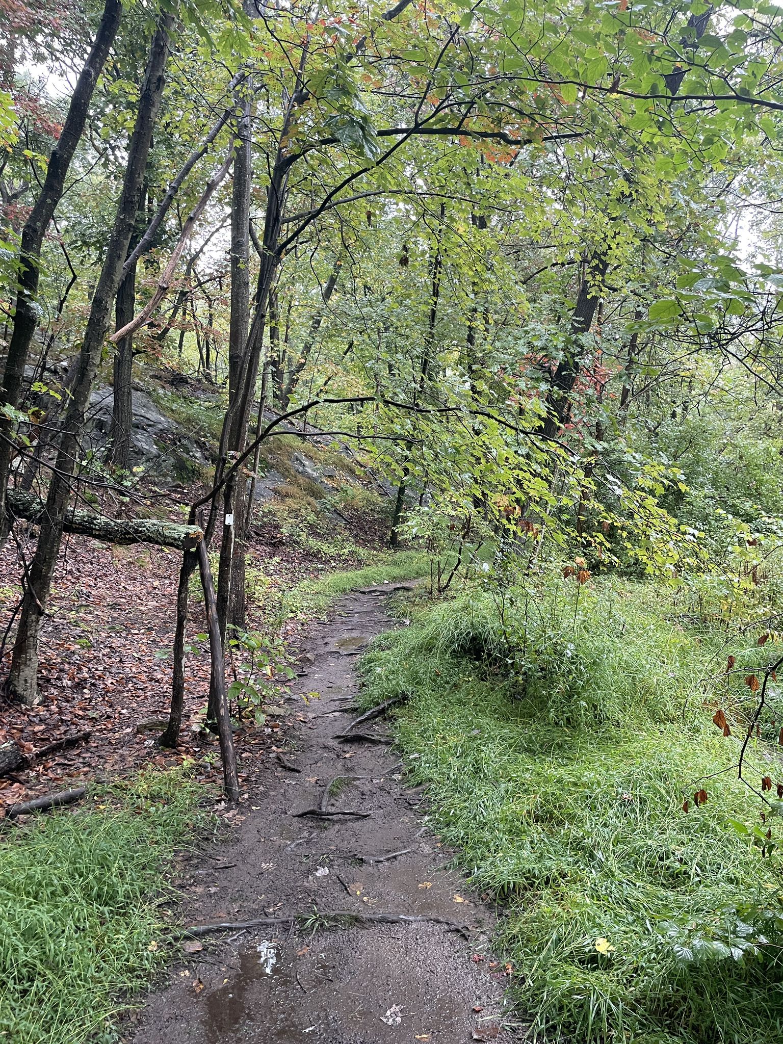 Muddy dirt path winding through a dense, green forest on an overcast day. - Cannonball and Schuber Trail Loop
