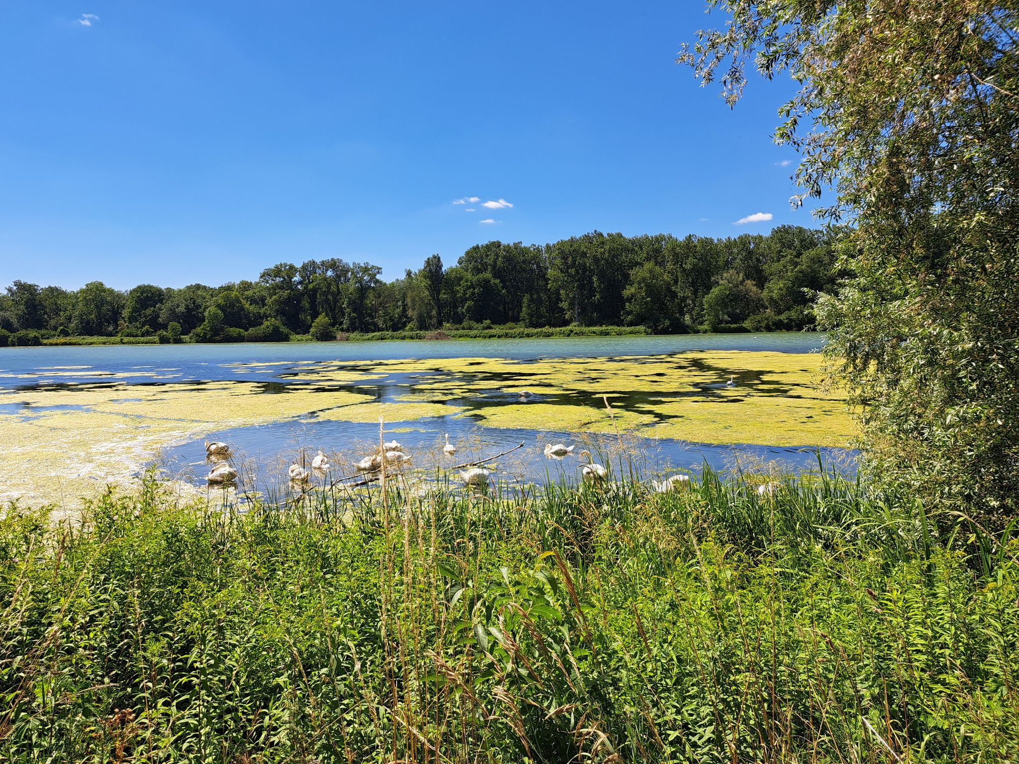 Zwanenmeer
