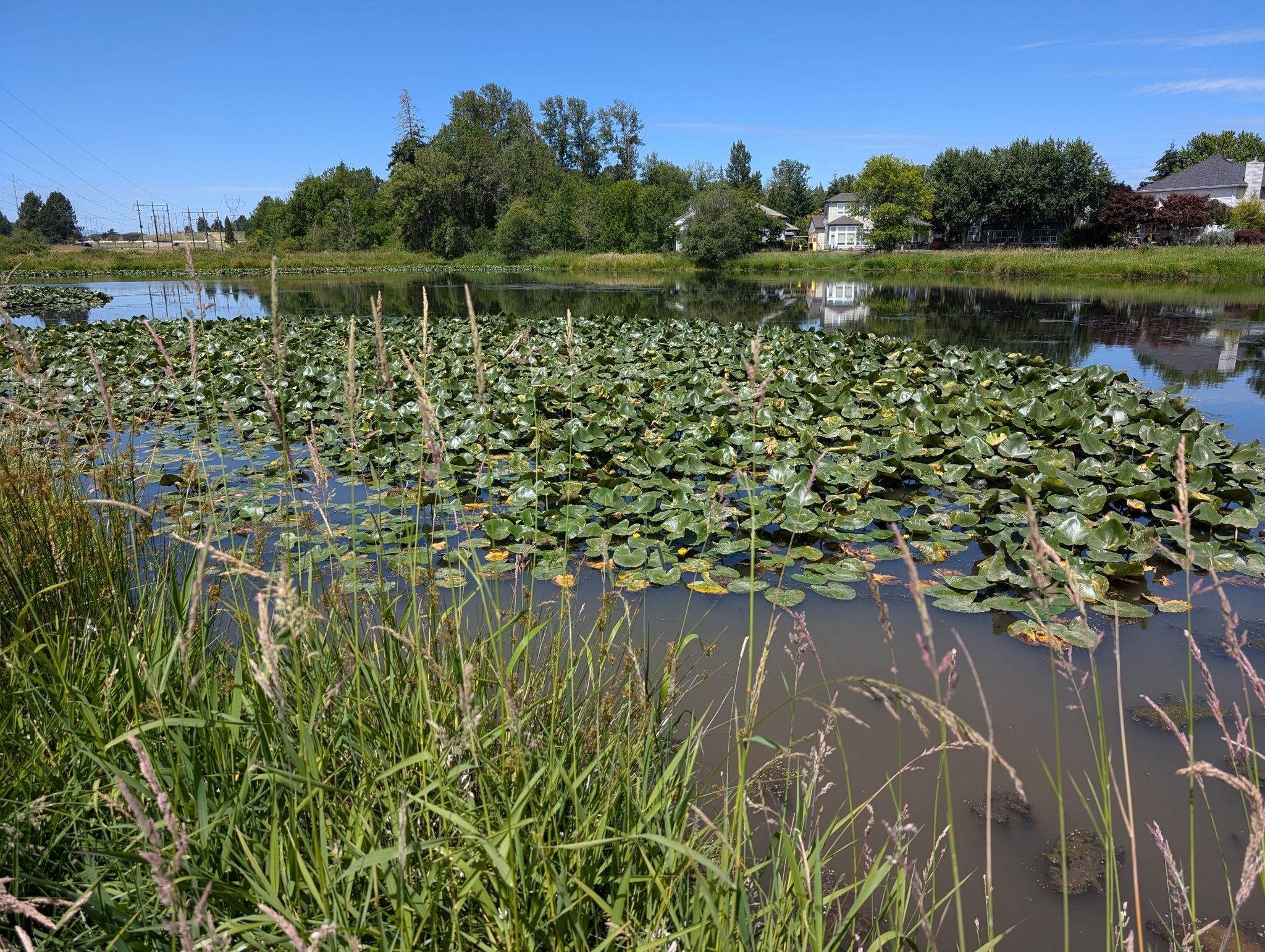 Sunny pond filled with lily pads and tall grass, distant houses. - Rock Creek Greenway Boardwalk – Bethany Lake loop from Noble Woods Park