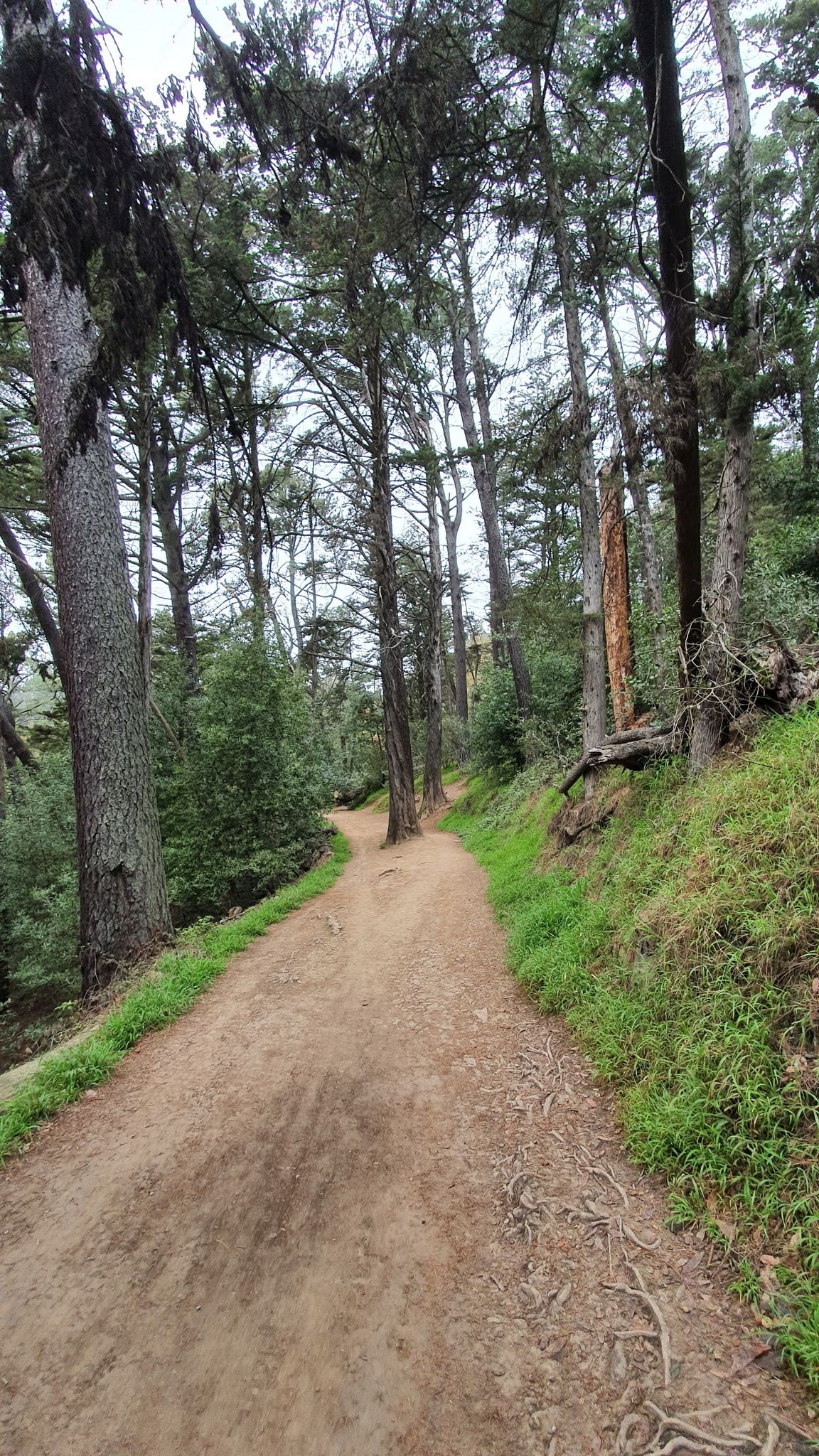 A winding dirt path through a dense forest on an overcast day. - Sequoia-Bayview Trail Loop