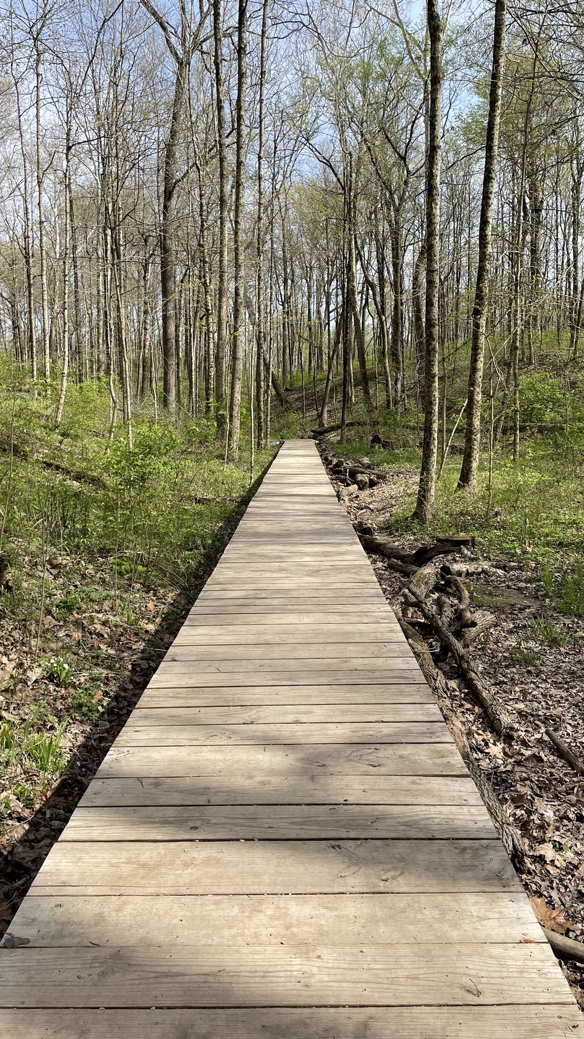 A long wooden boardwalk extends through a sunlit forest of bare trees. - Eagle Creek Red Trail