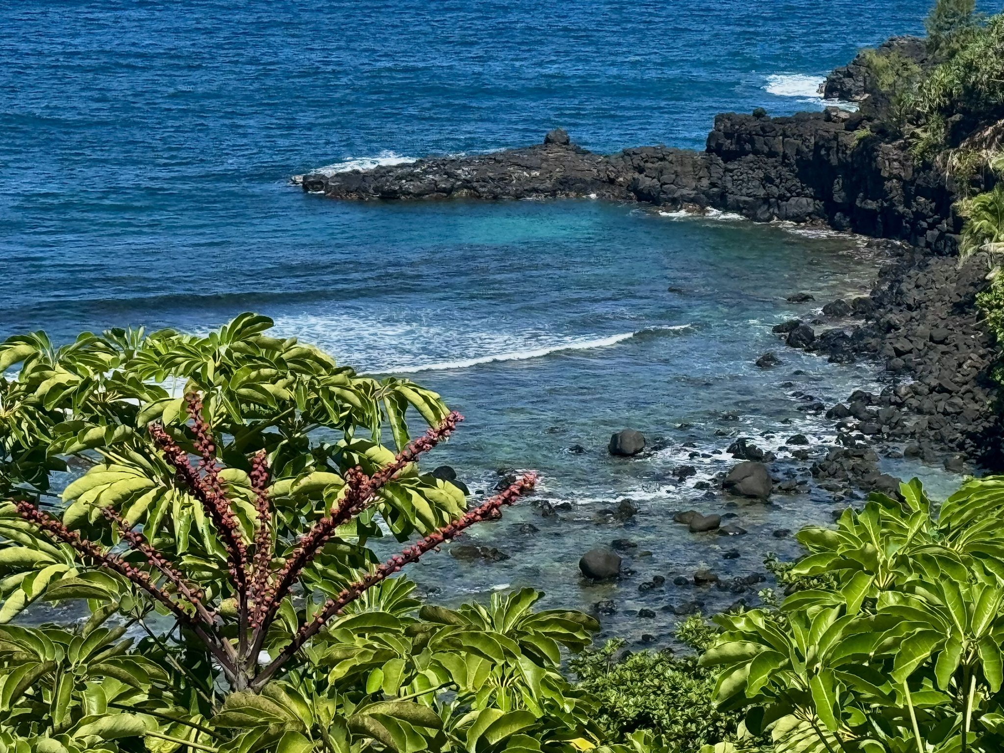 Bright sunny view of clear blue ocean, rocky coast, and lush green plants. - Puʻu Poa Point to Prince Albert Park via Ka Haku Road loop