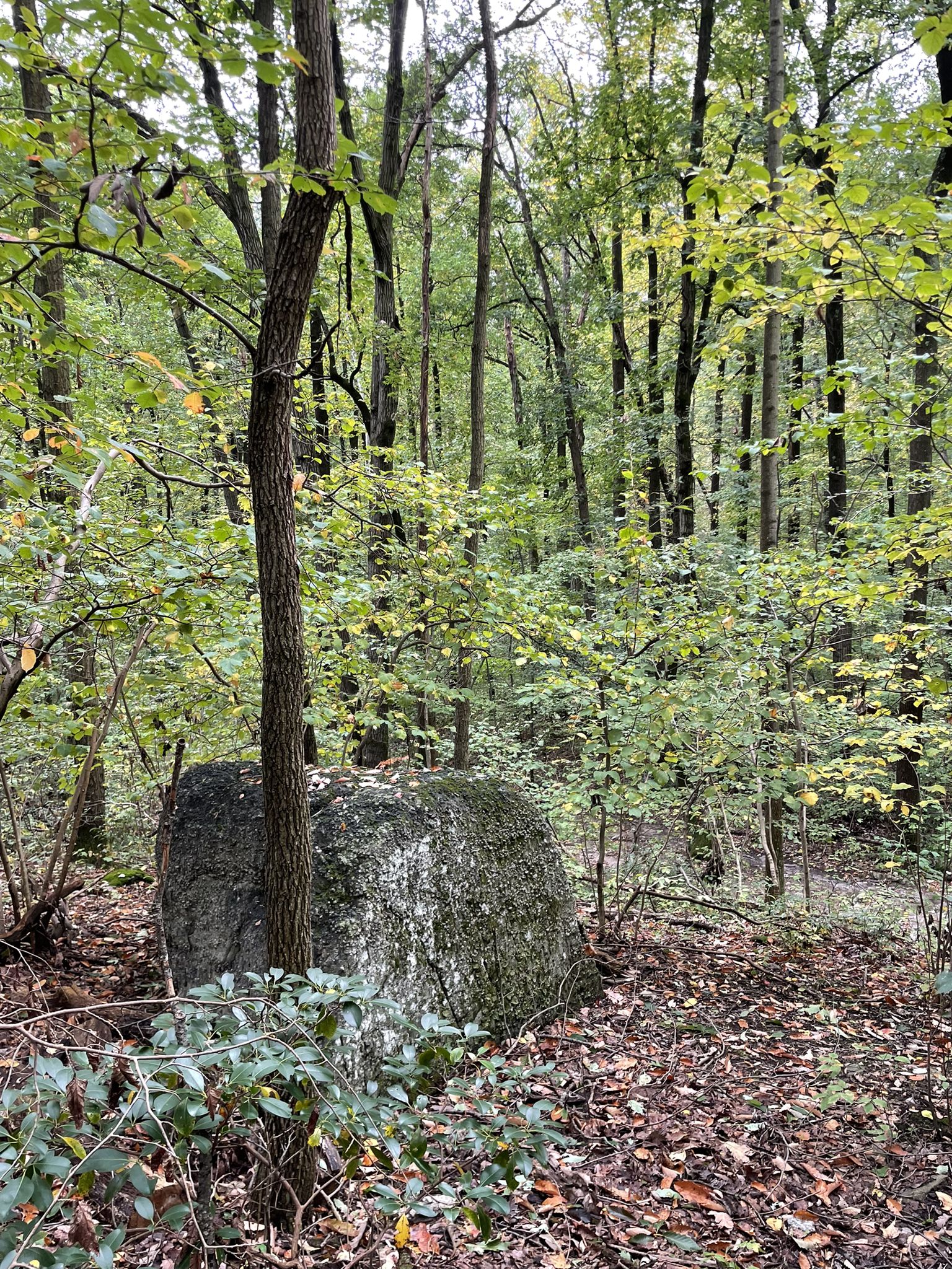 Large mossy boulder nestled among trees on a forest floor. - Rocky Ridge Trails – Rocky Ridge County Park loop from Glades