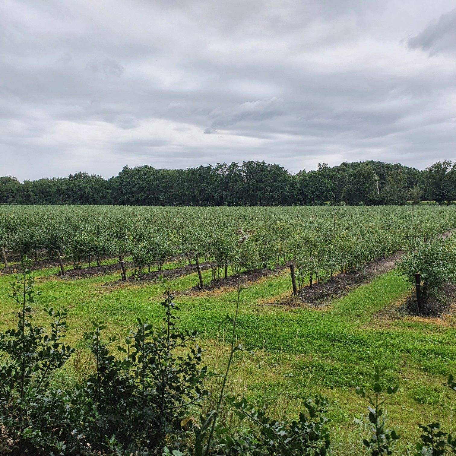Blaubeeren 