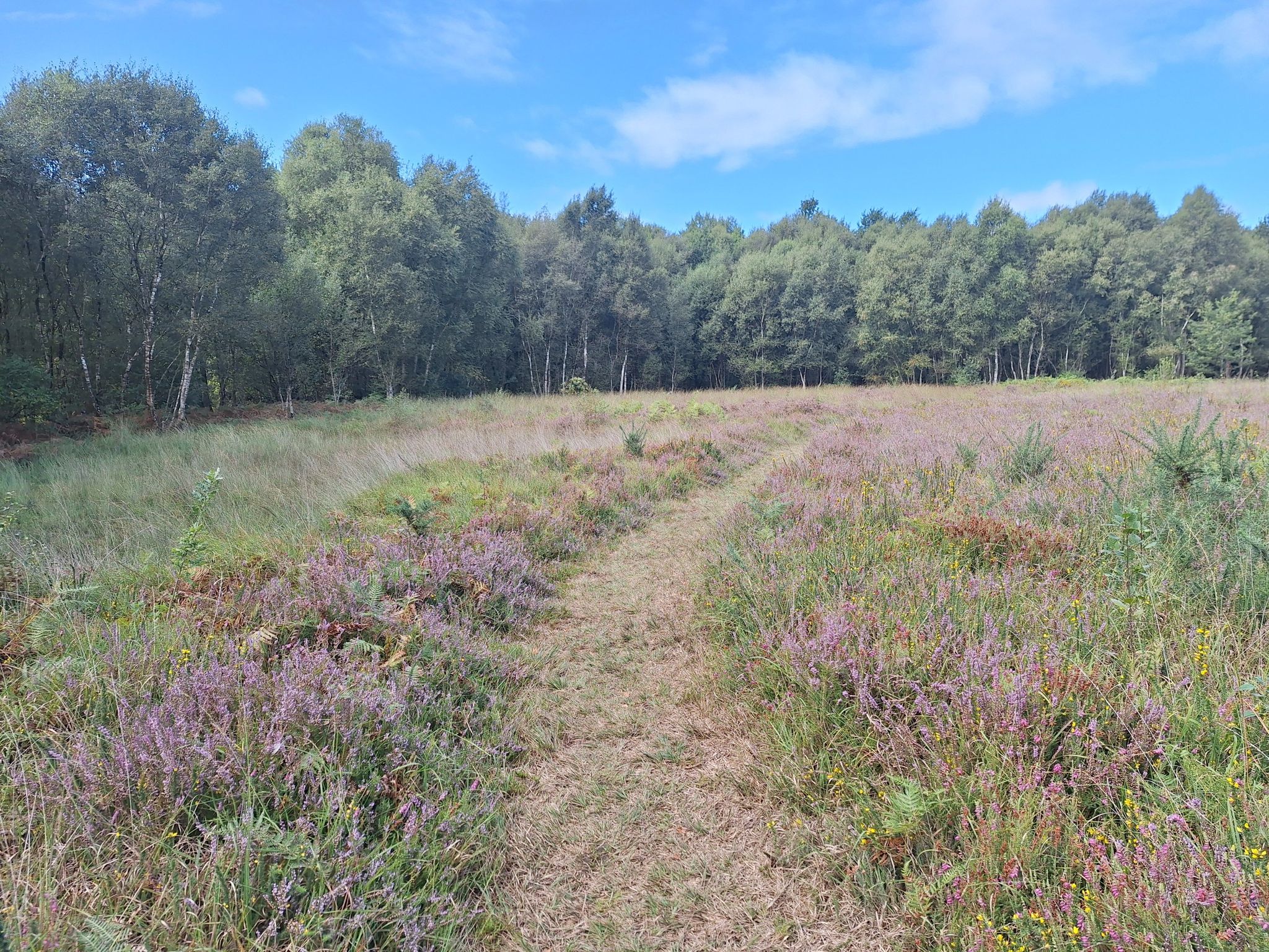 Spaziergang durch das Moor