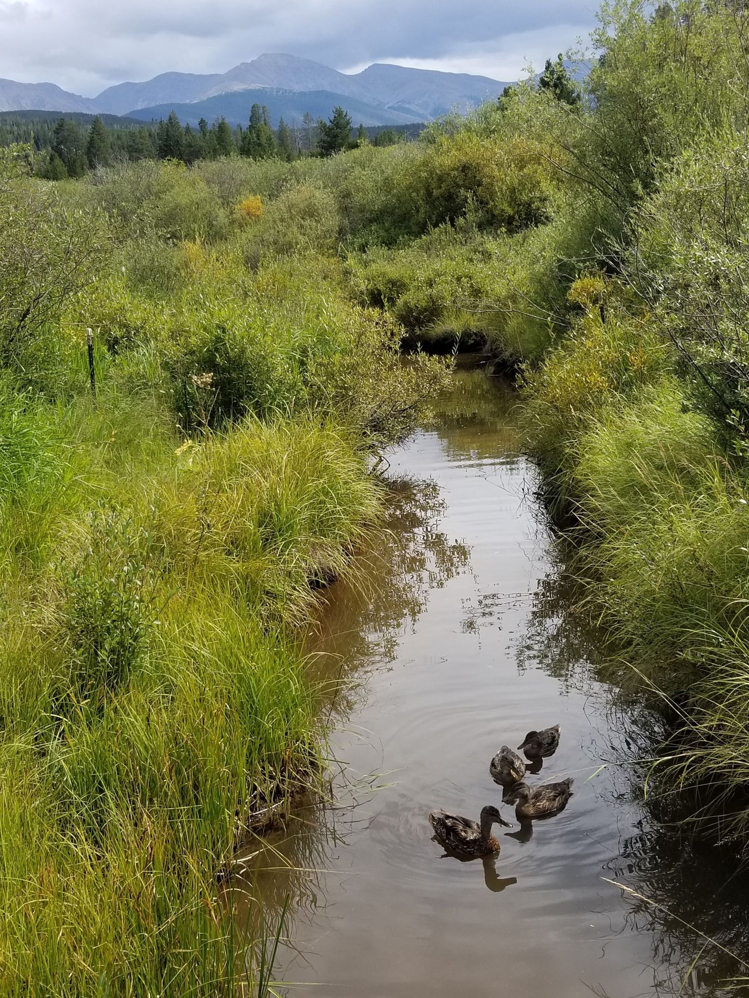 Three ducks swim in a narrow stream surrounded by green reeds and mountains. - Fraser River Trail