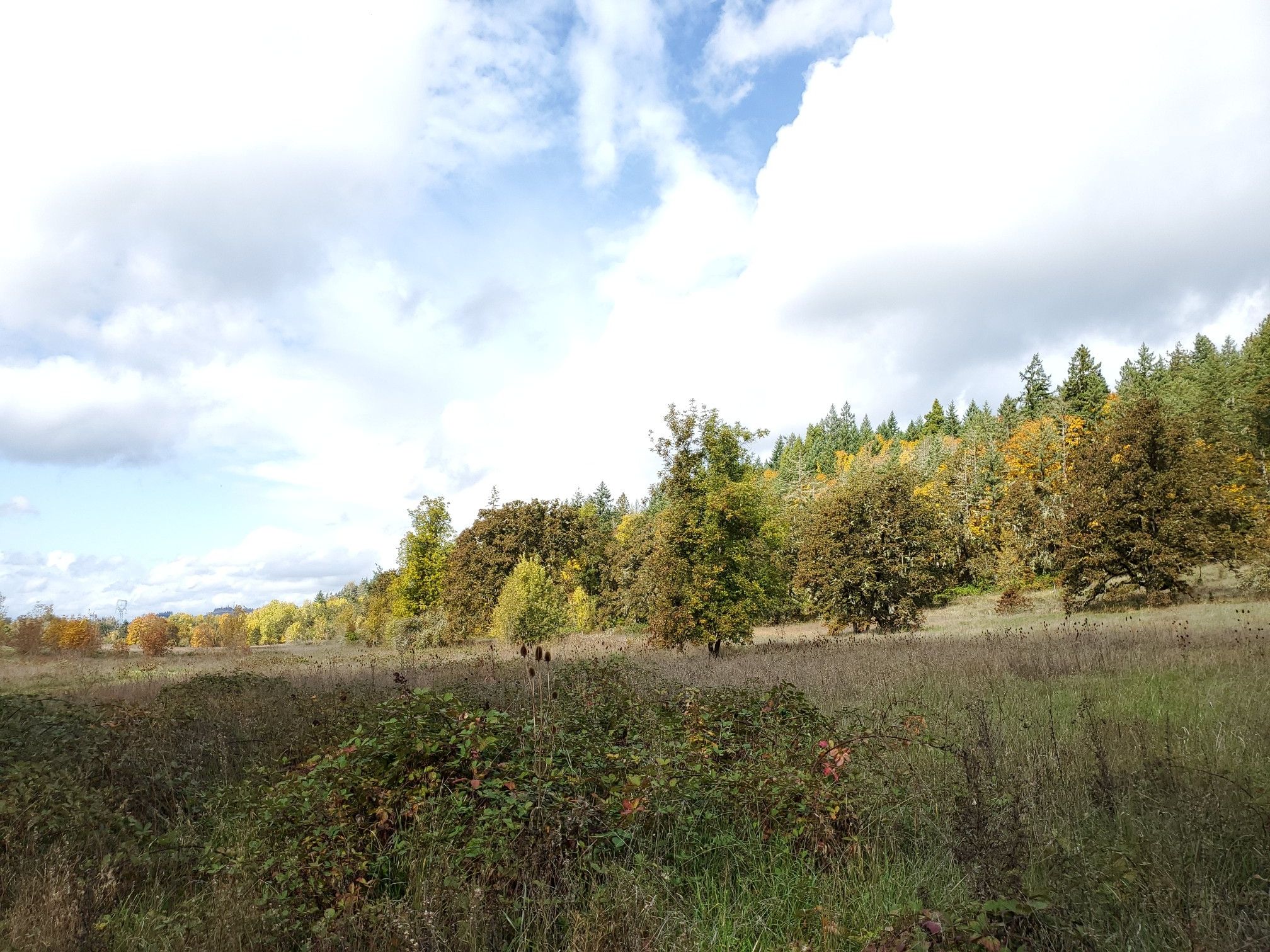 Expansive grassy field with autumn trees under a bright, cloudy sky. - East Trailhead to Coast Fork Willamette River