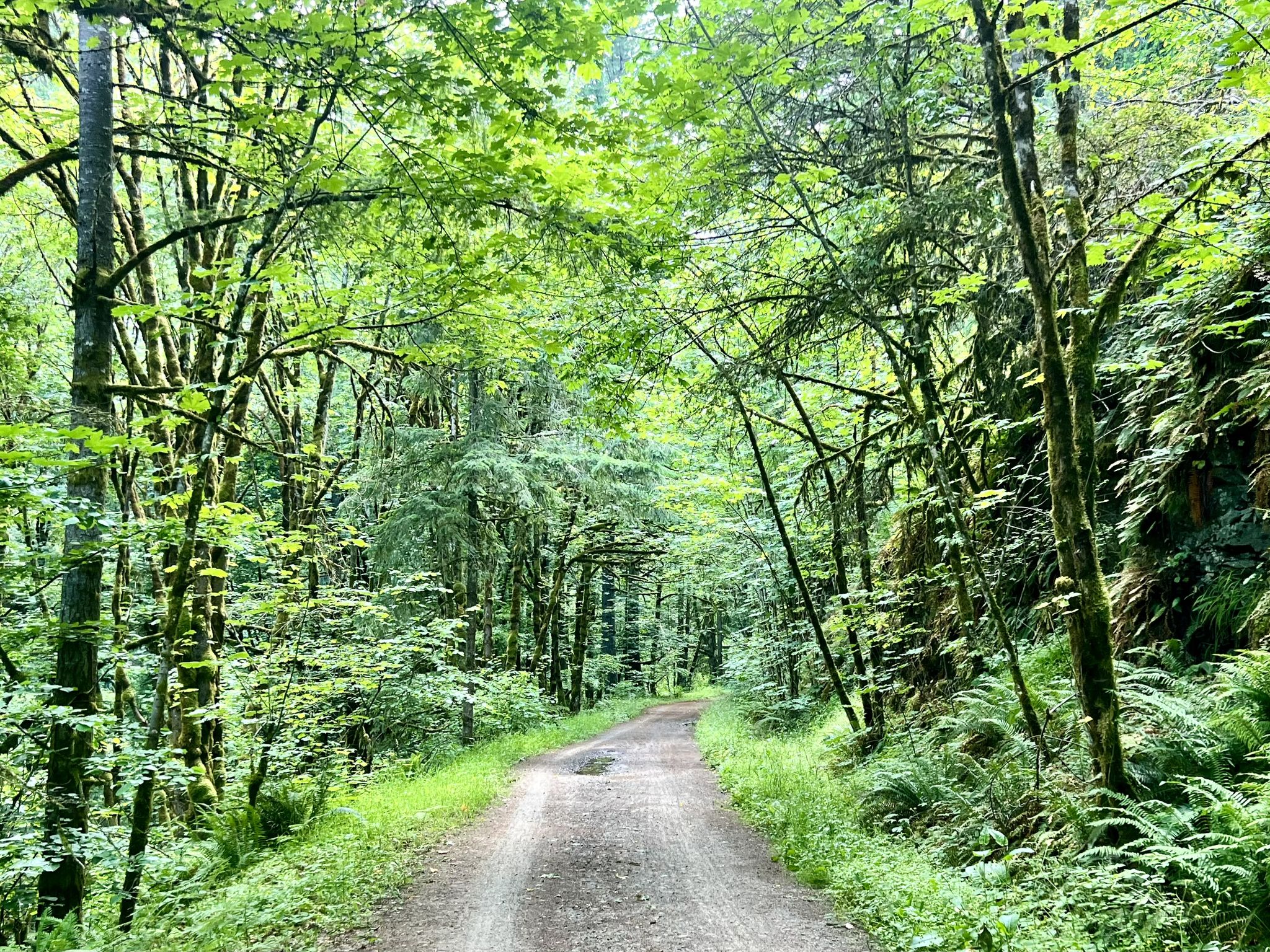 A dirt road winds through a vibrant green forest with a leafy canopy. - Northwest Leif Erikson Drive – Northwest Leif Erikson Drive loop from Quarry Woods Natural Area