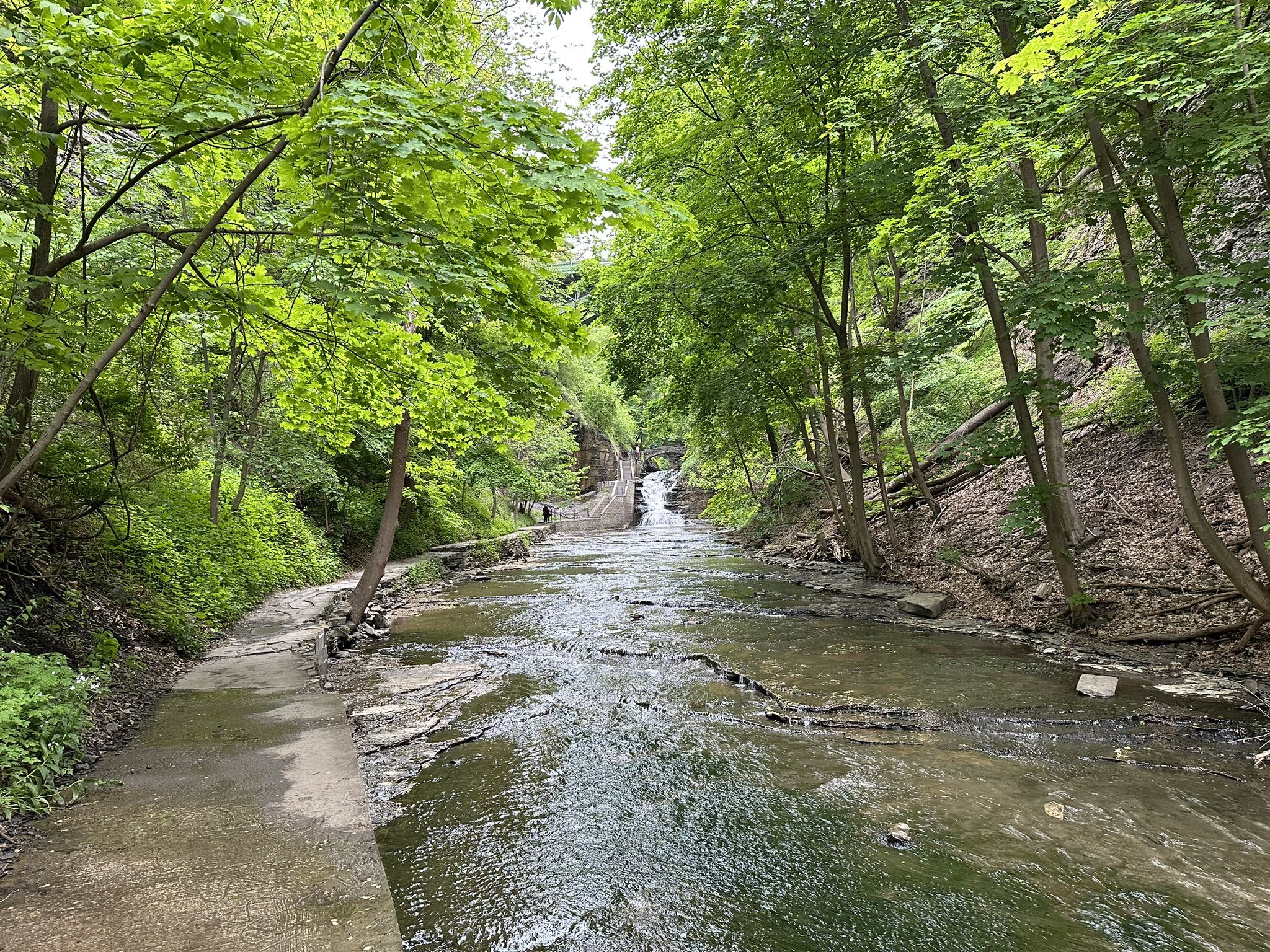 Shallow stream and dirt path winding through a dense, green, forested gorge. - Cascadilla Gorge Trail