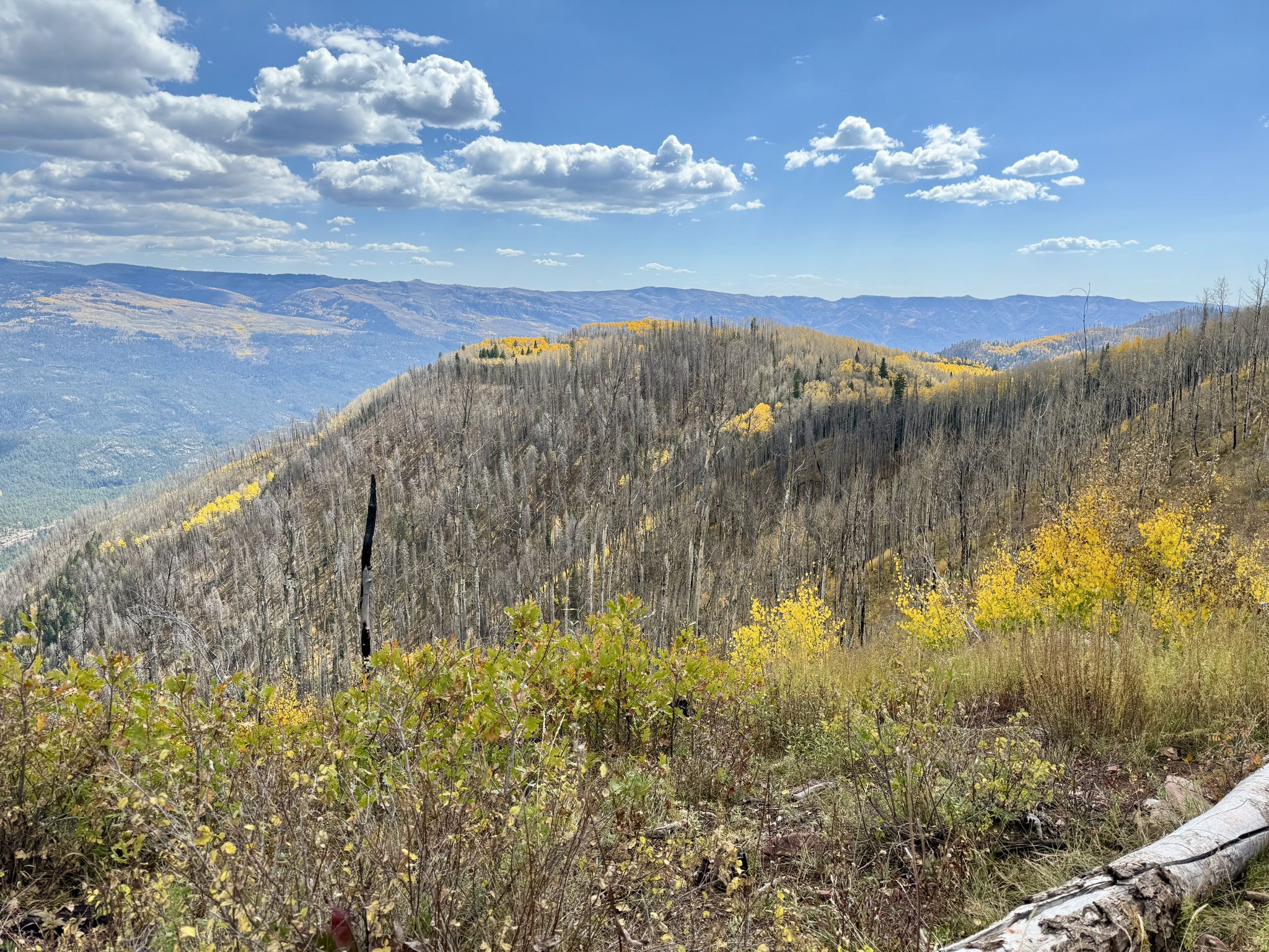 Panoramic view of hillsides covered in golden autumn foliage under a blue sky. - Jones, Pinkerton, Dutch, Hermosa Creek Loop