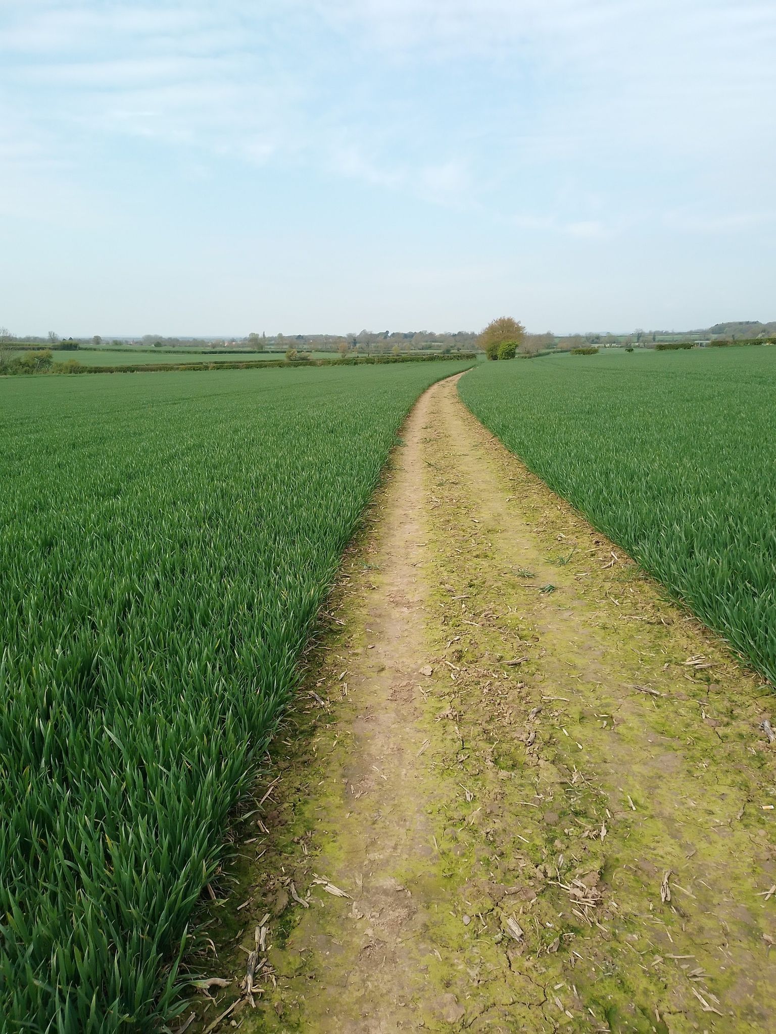 the beauty of winter wheat :)