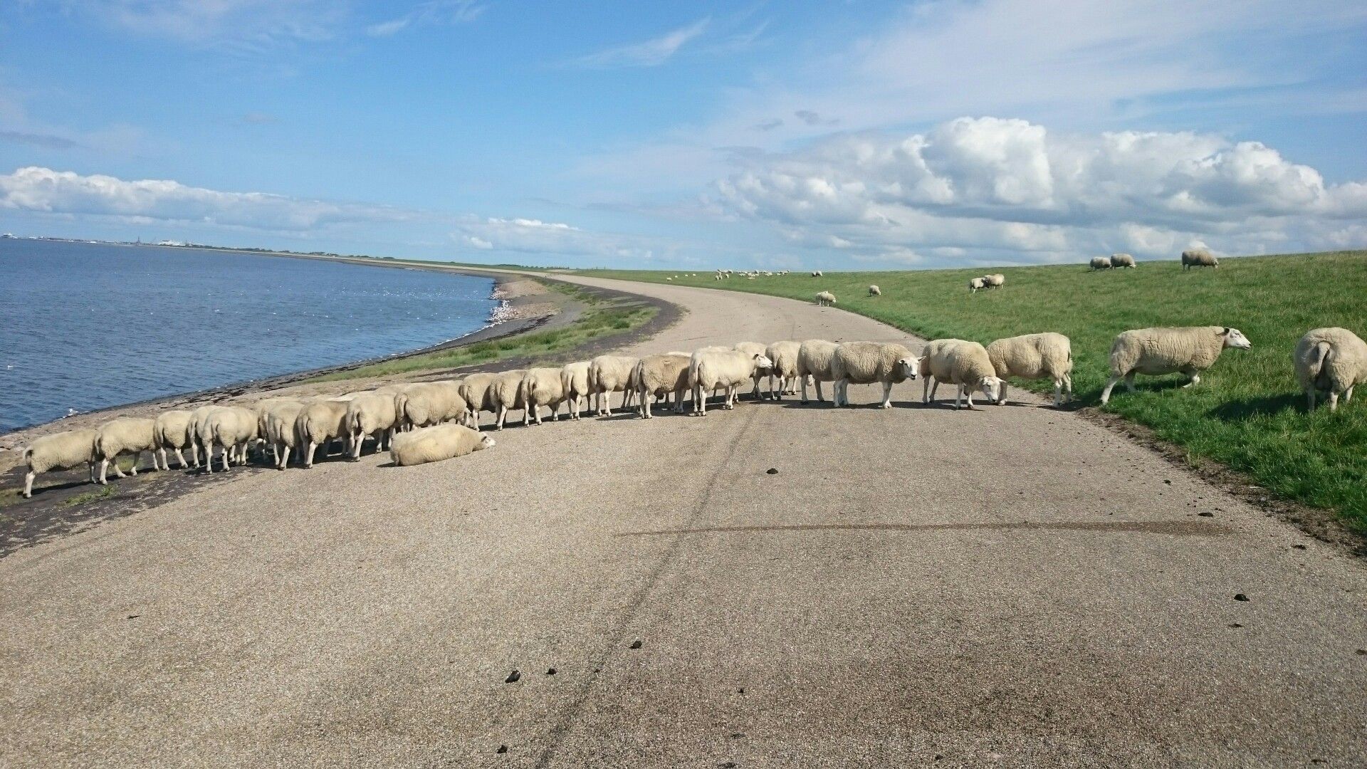 Schafssperre aufn Radweg 