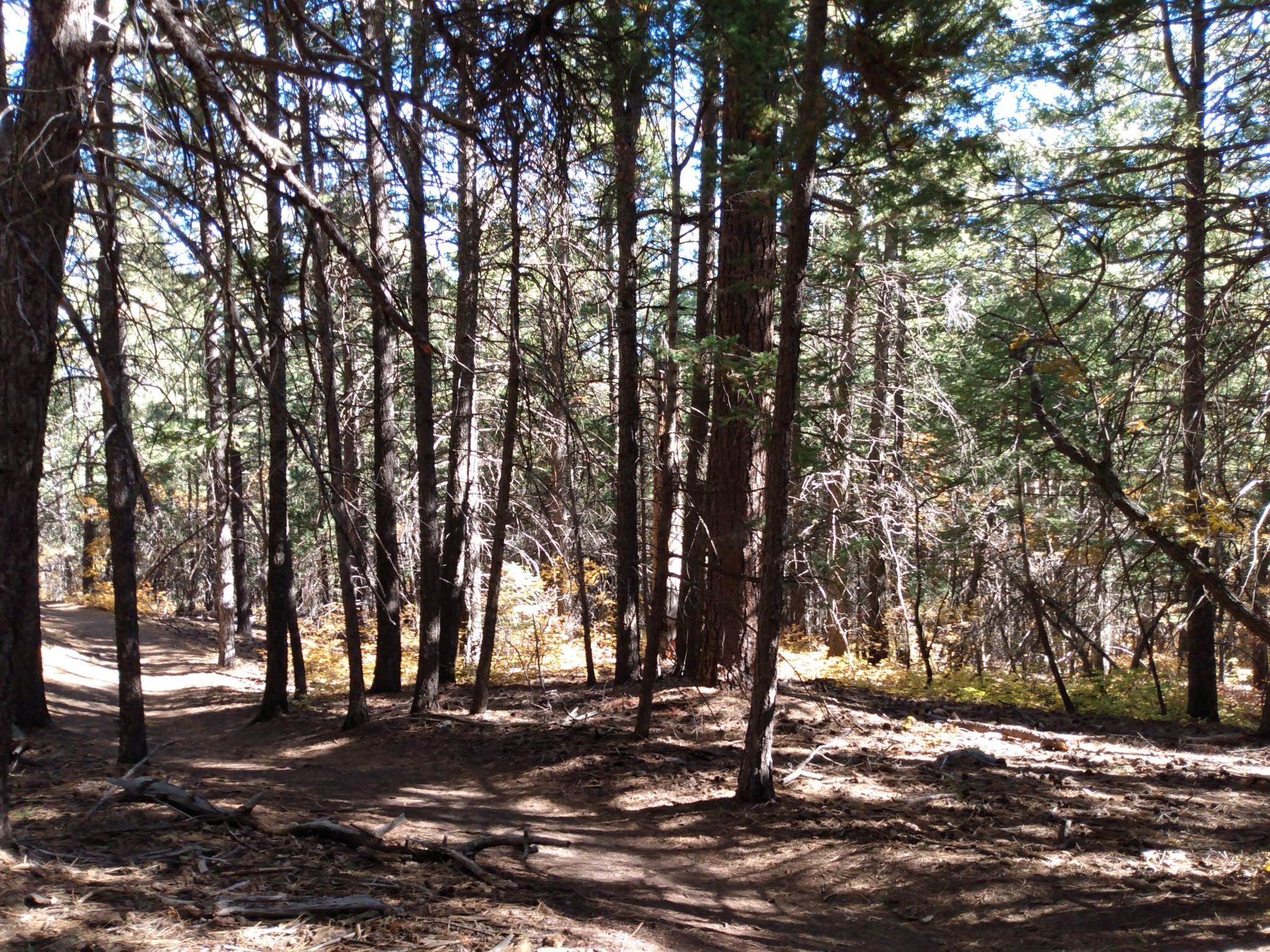 Dappled sunlight illuminates a dense forest with many tall tree trunks. - Fourth of July and Cerro Blanco Trail Loop