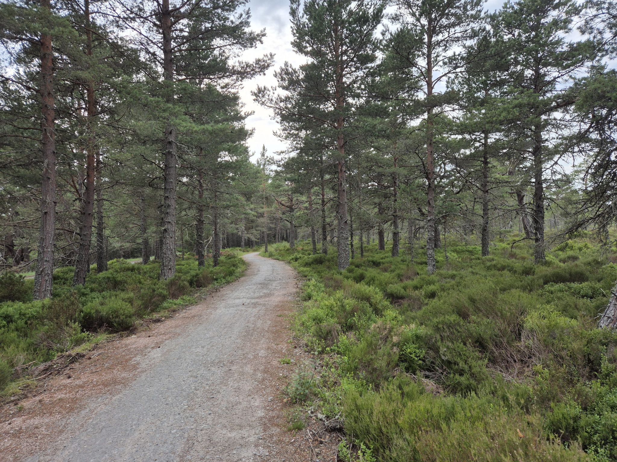 old logging way