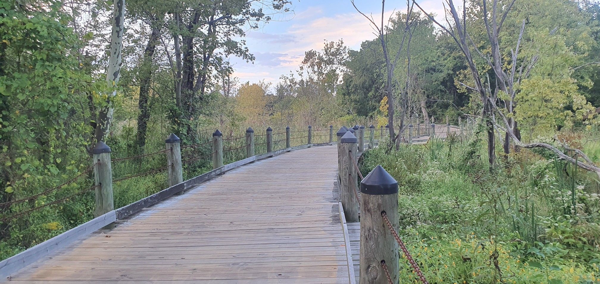 Wooden boardwalk through a lush green marshland with tall trees. - Waterfront Park – Mount Vernon Trail loop from Belle Haven