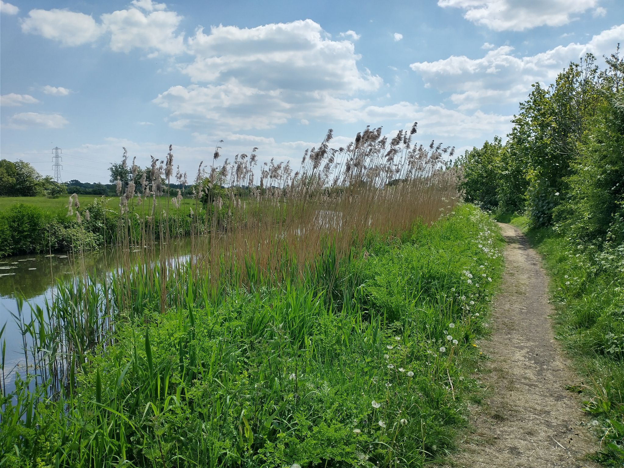 Reeds on the Canal