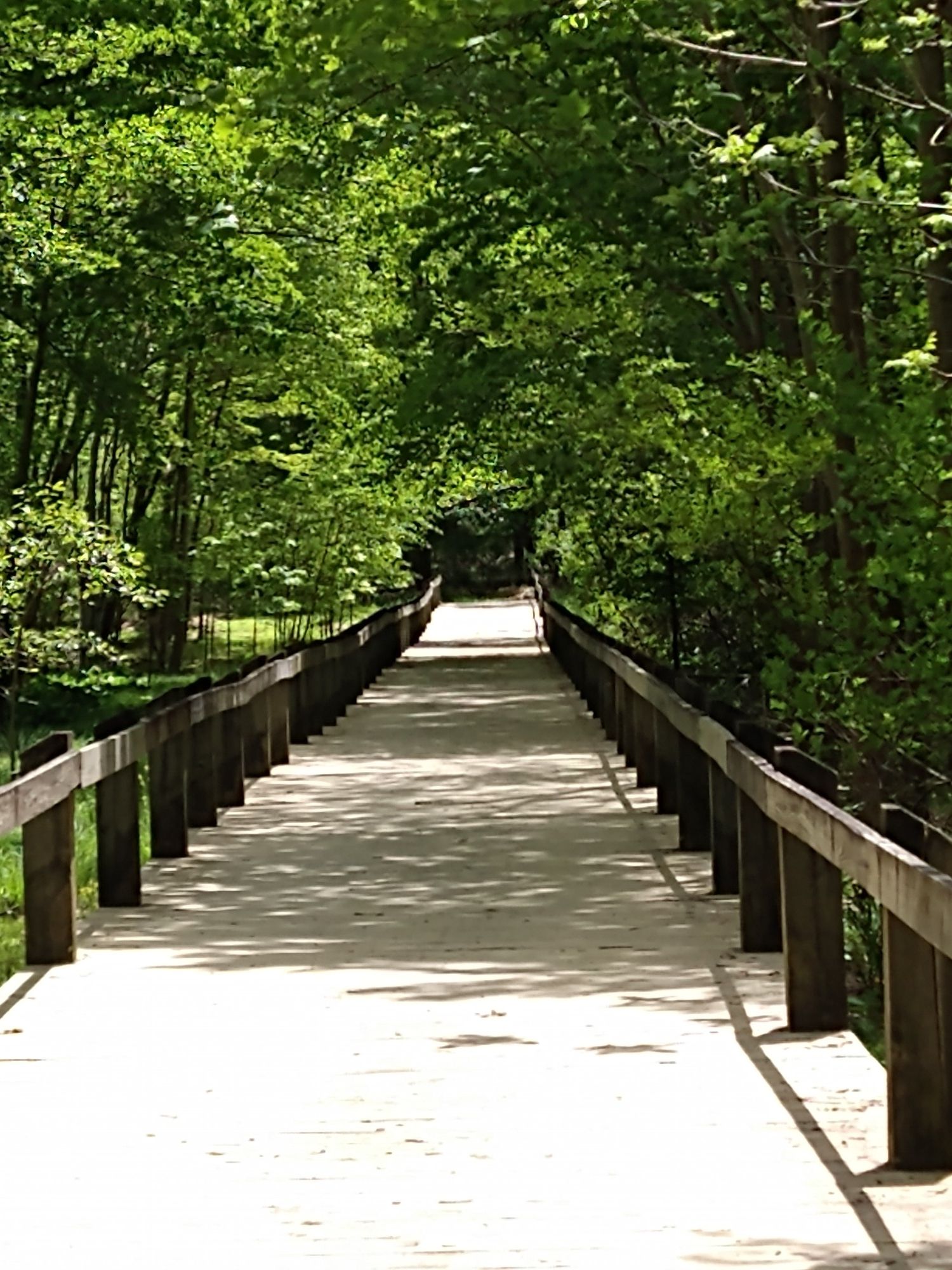 A long wooden boardwalk extends into a tunnel of dense green trees. - Magruder Branch Trail