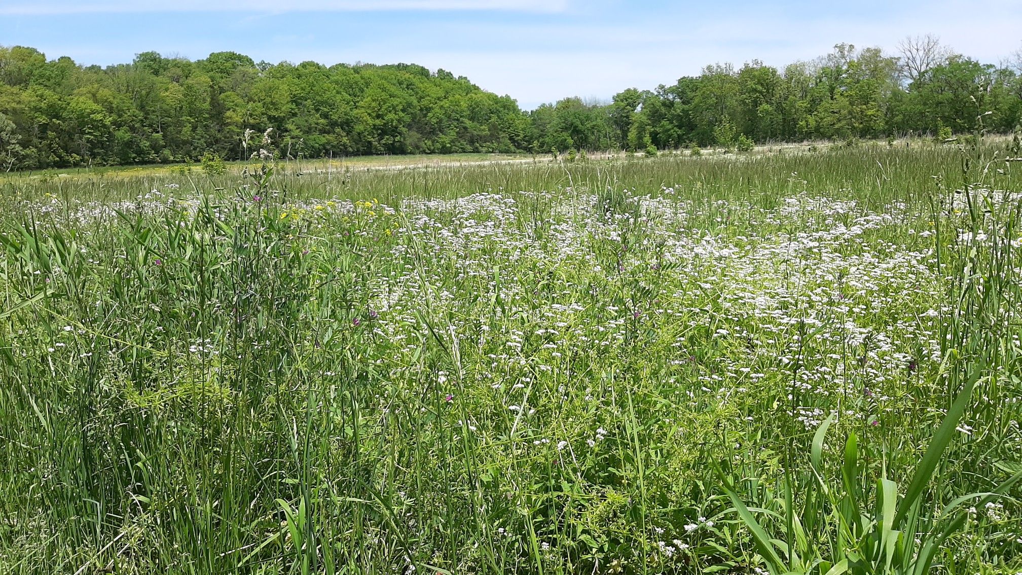 A sunny meadow filled with tall green grass and small white flowers. - Louisville Loop: Turkey Run Park to Pope Lick Park