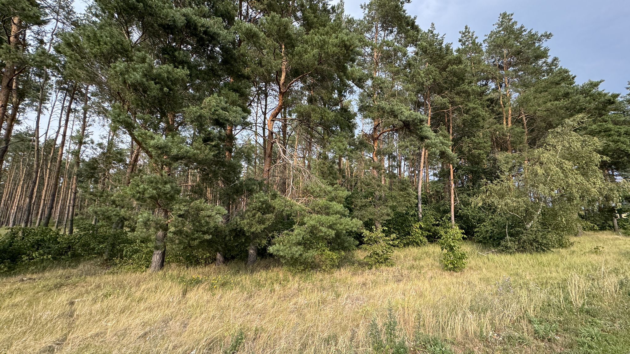 An der Oder nördlich von Kostrzyn