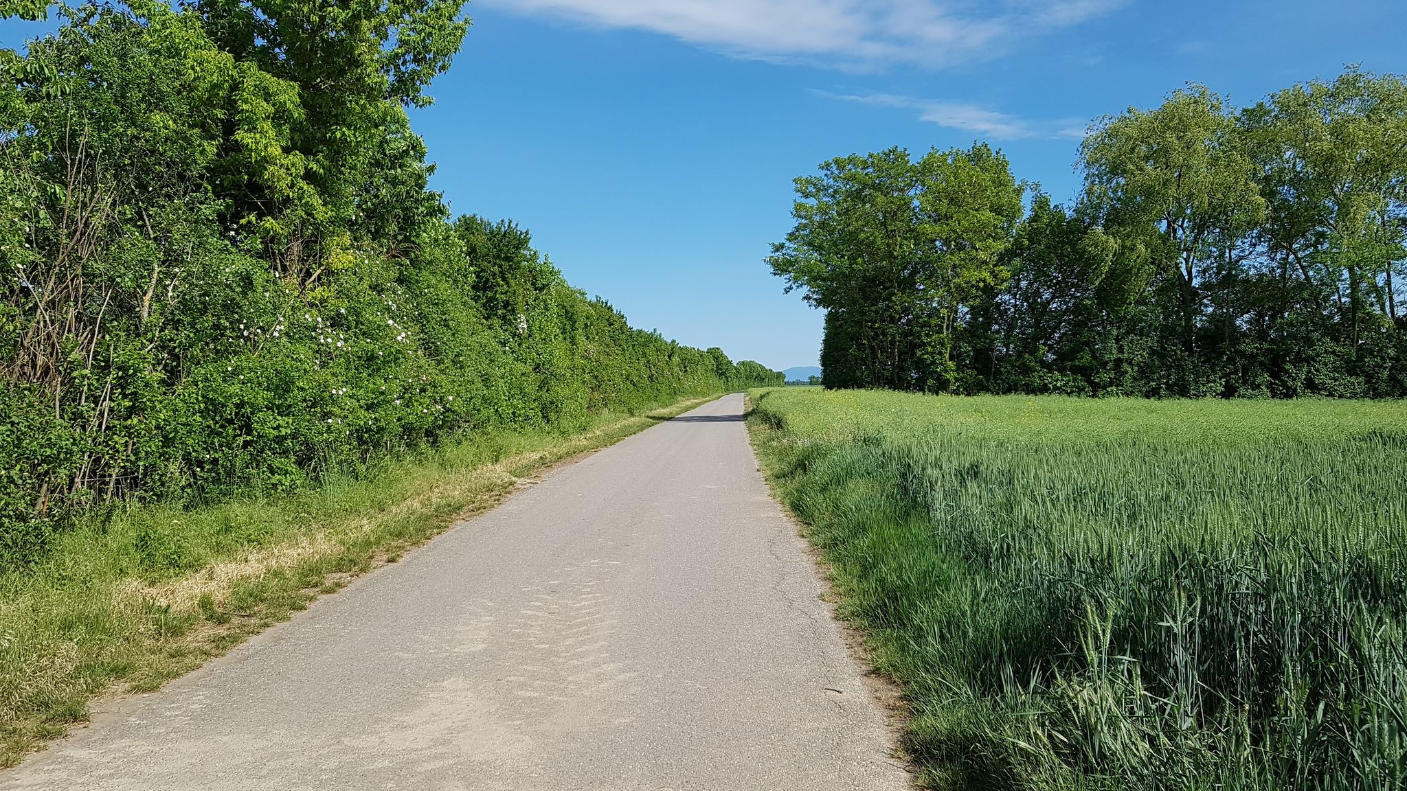 Zwischen Niederabsdorf und Dobermannsdorf