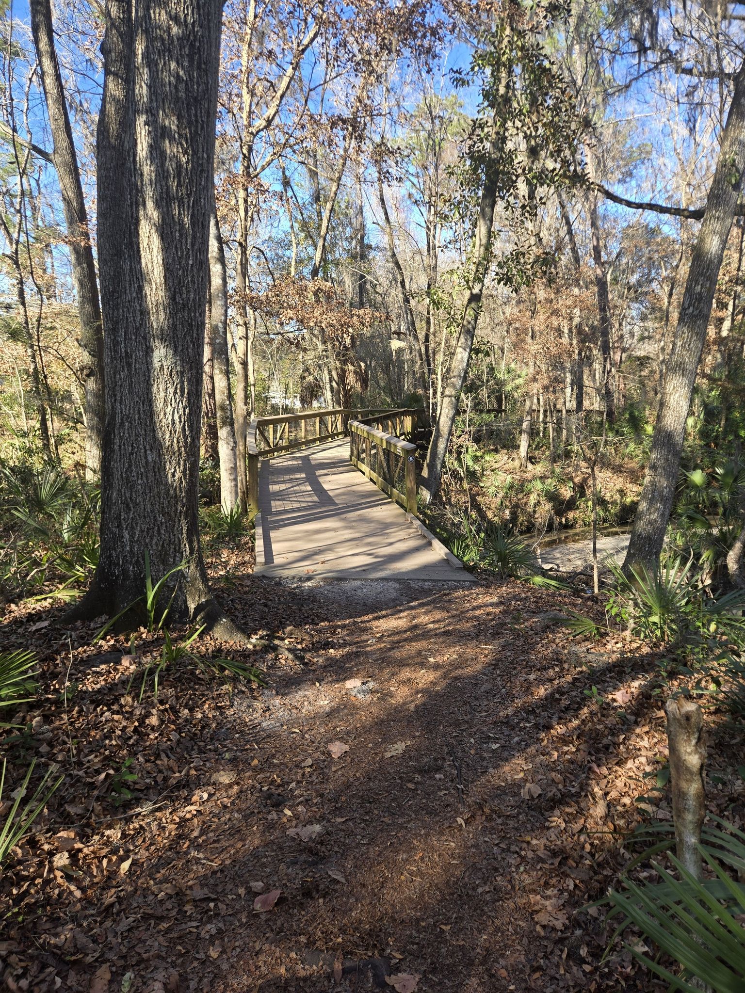 A sunny dirt path leads to a wooden boardwalk through a dense forest. - Alfred A. Ring Park Trail