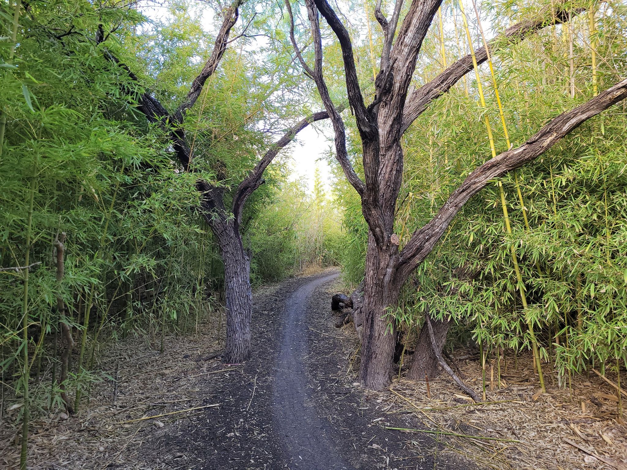 A dirt path winds through dense bamboo and two large trees, bright light ahead. - McAllister Park Blue and Red Trail Loop